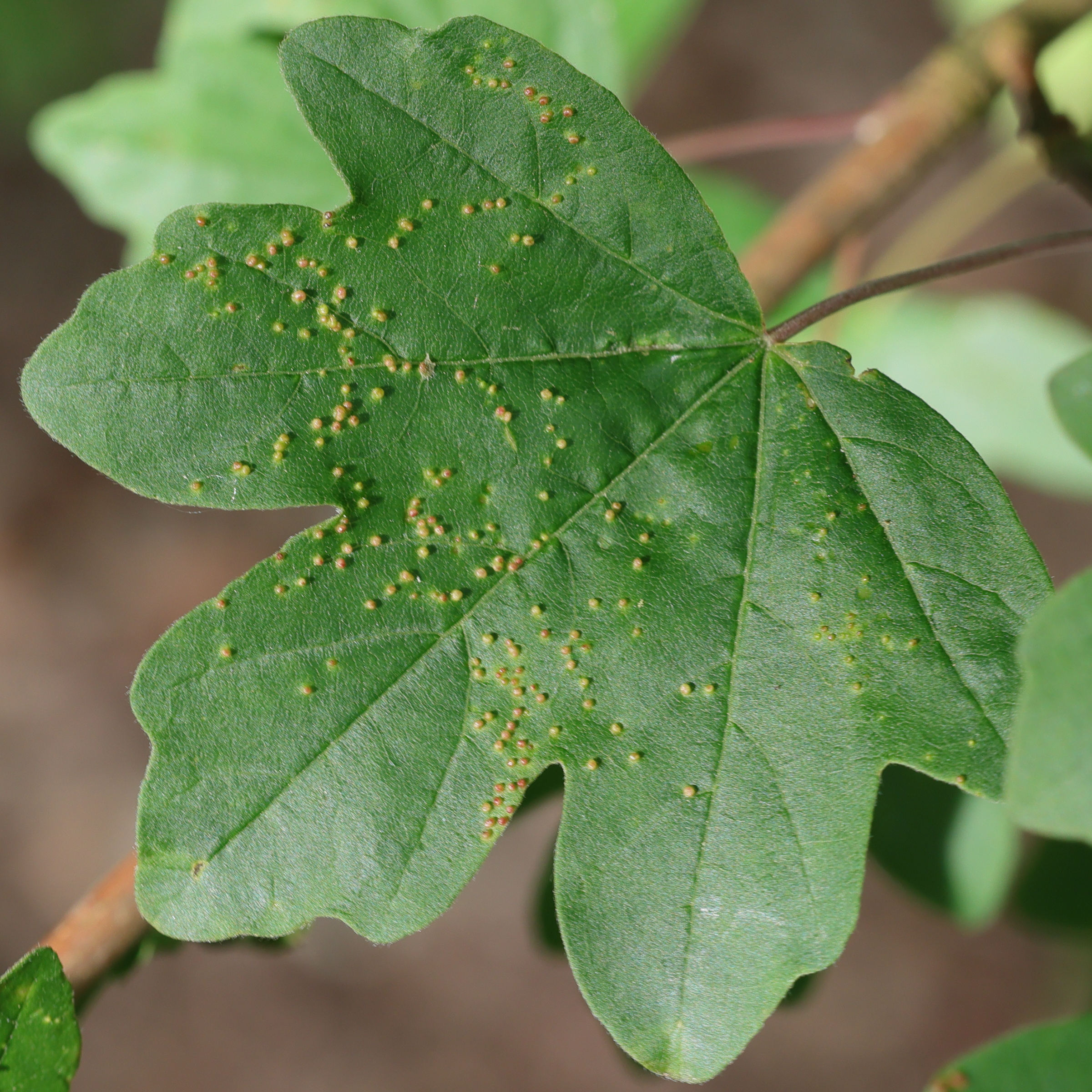 Afficher le média aceria_myriadeum_galle1md aceria_myriadeum_galle1md