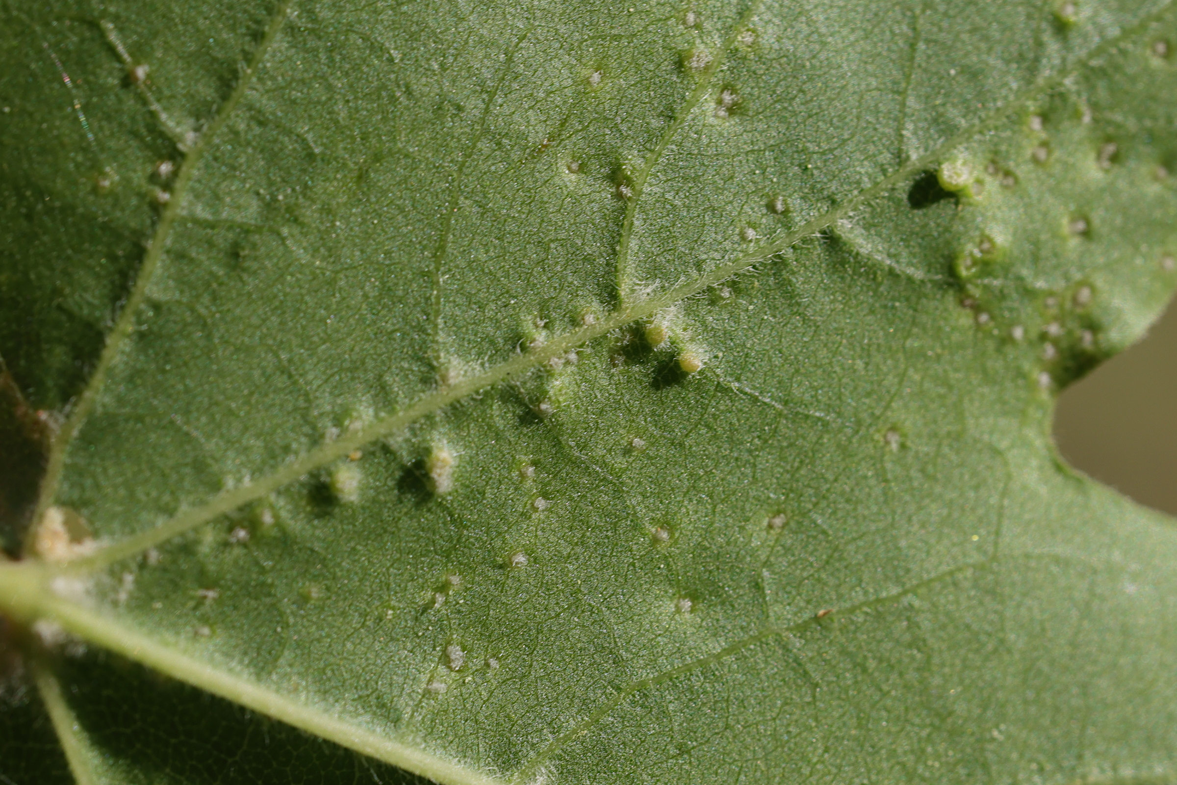 Afficher le média aceria_myriadeum_galle2md aceria_myriadeum_galle2md