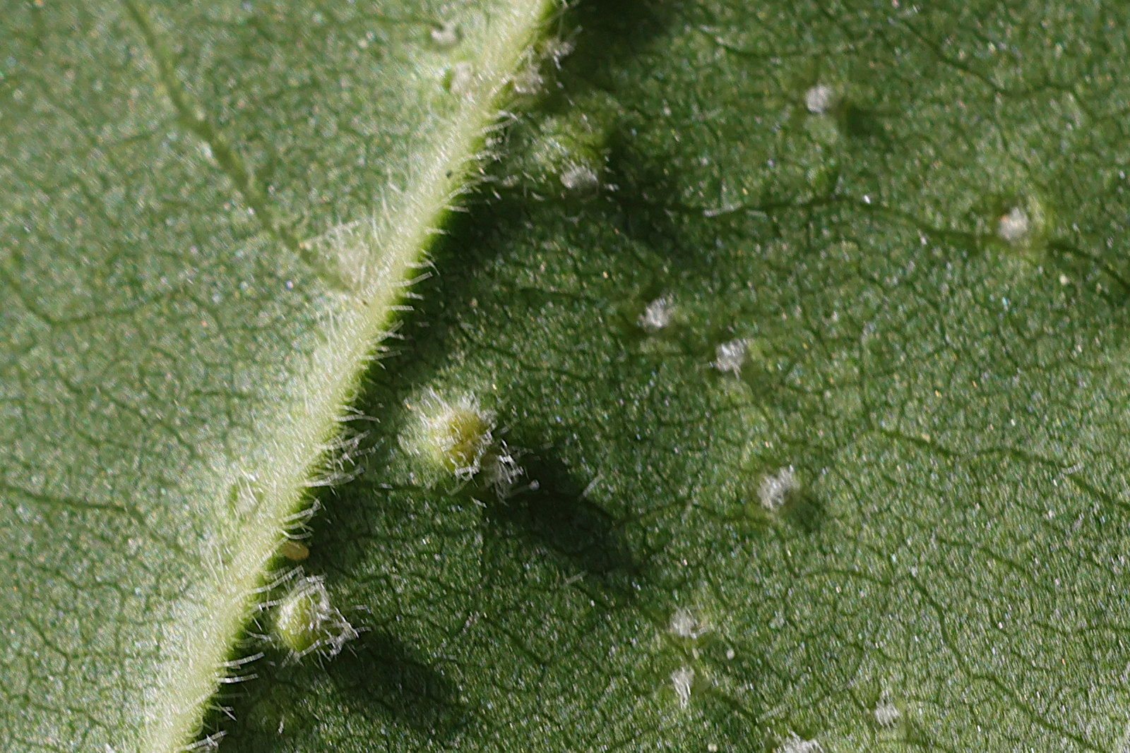 Afficher le média aceria_myriadeum_galle3md aceria_myriadeum_galle3md