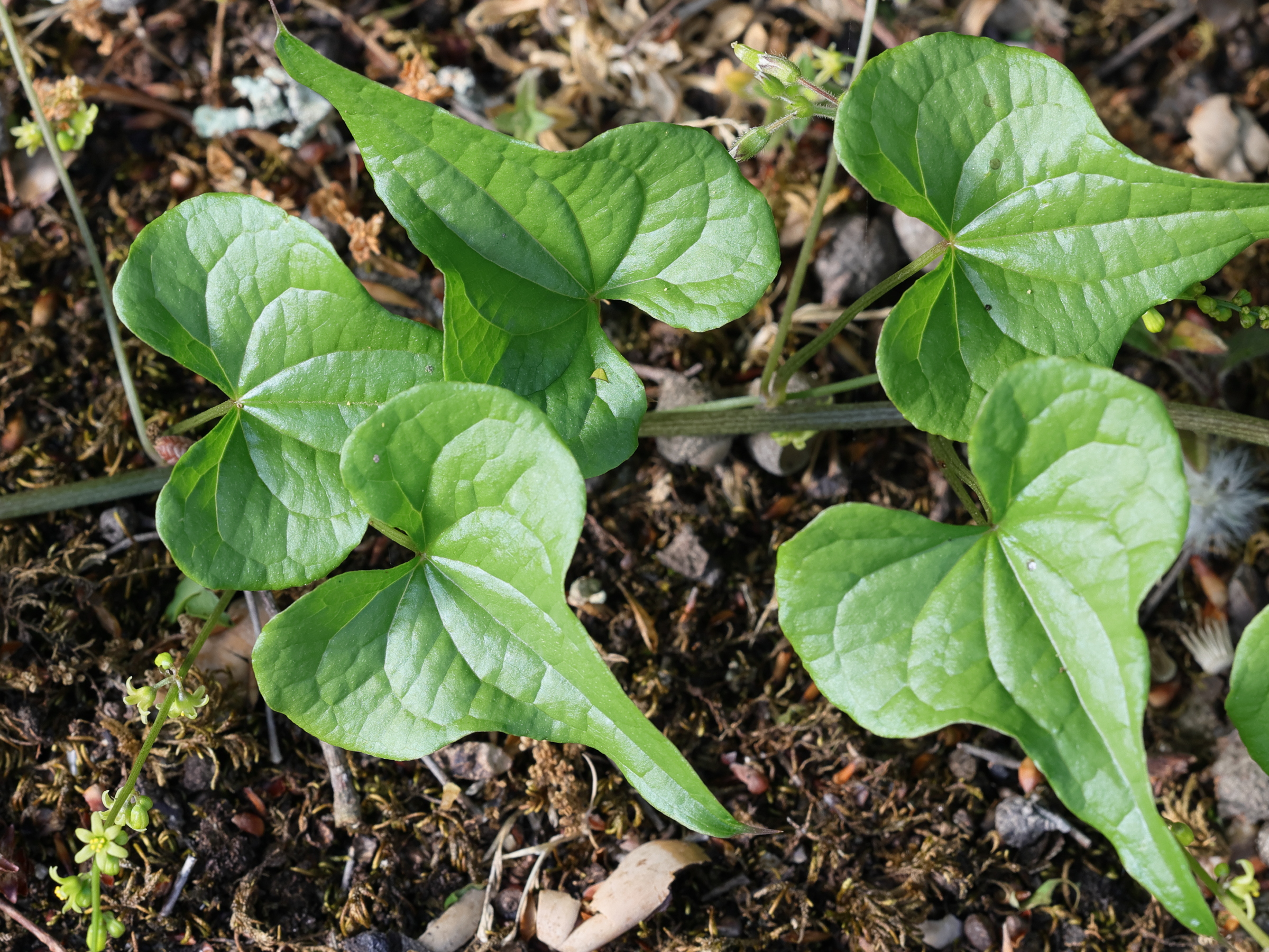 Afficher le média dioscorea_communis1md dioscorea_communis1md