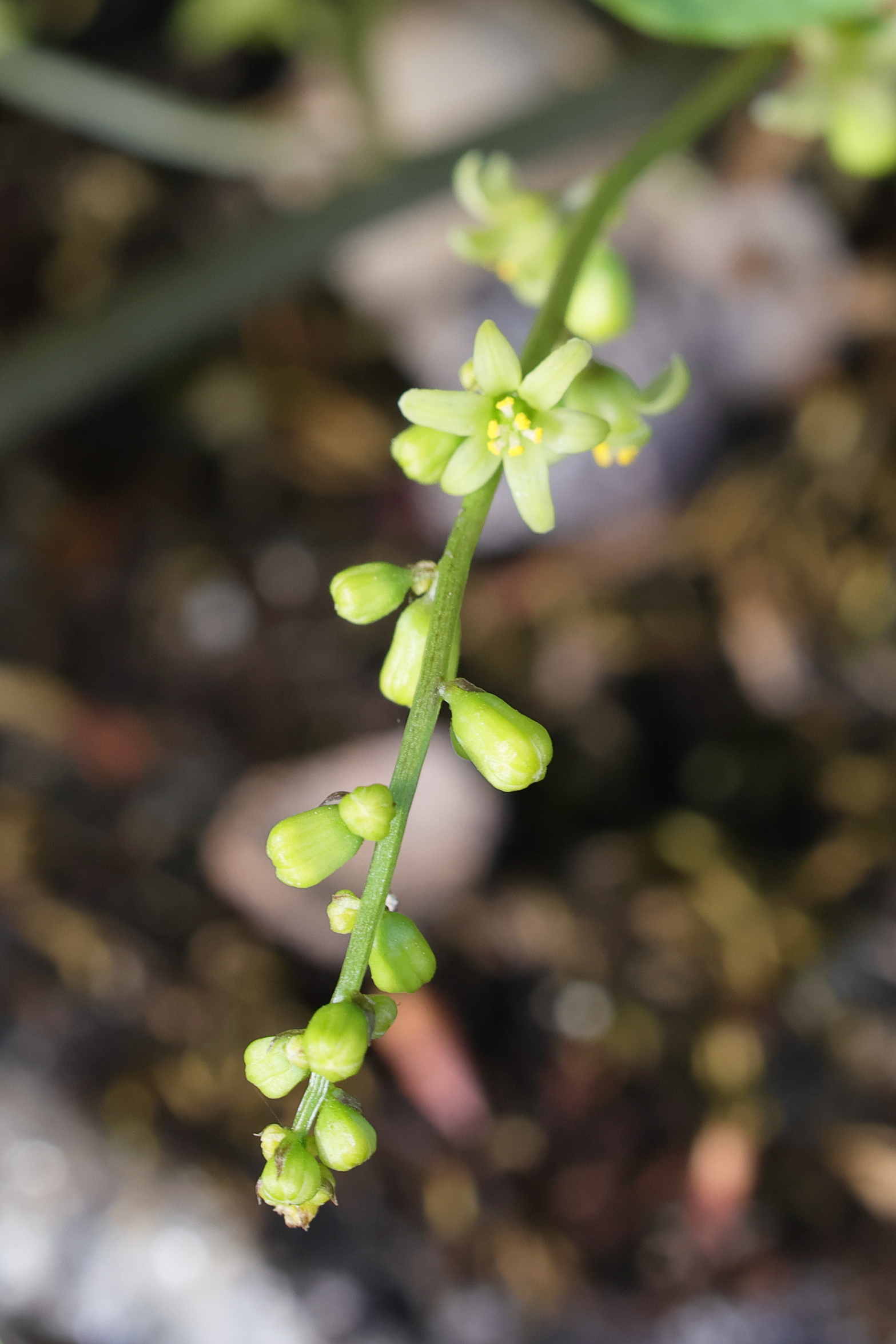 Afficher le média dioscorea_communis5md dioscorea_communis5md