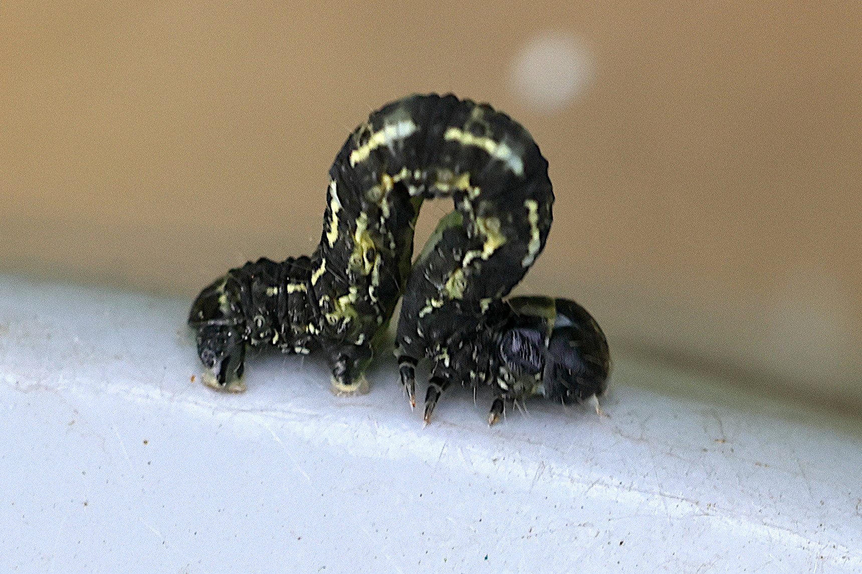 agriopis_leucophaearia_ch2md