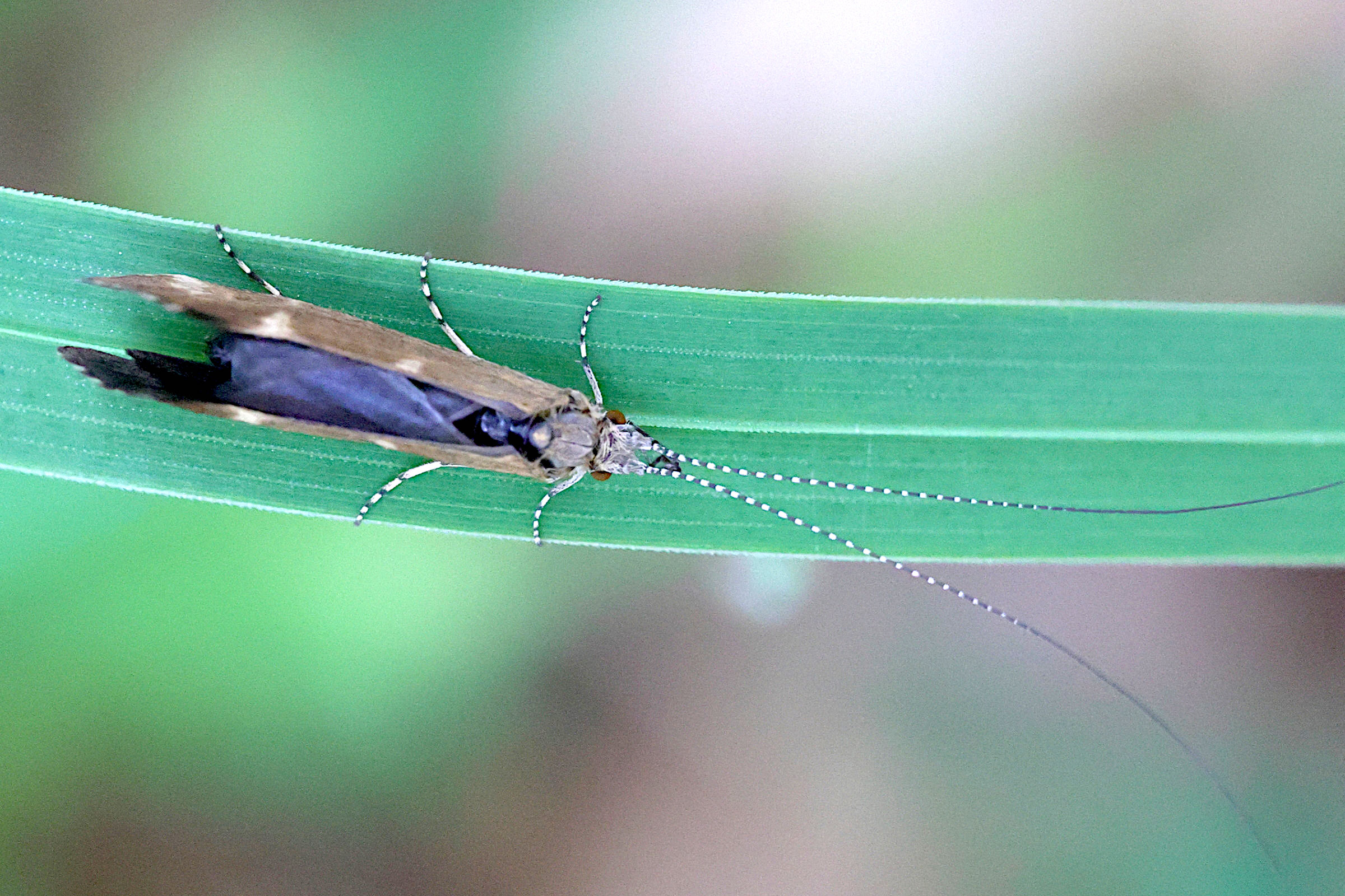 athripsodes_cinereus1md