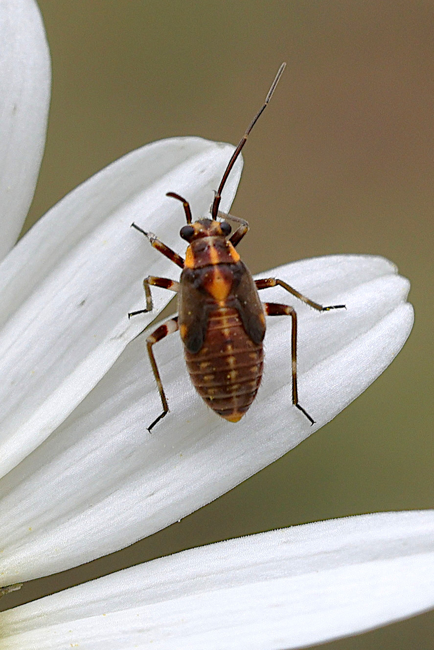 capsodes_flavomarginatus_juv1md