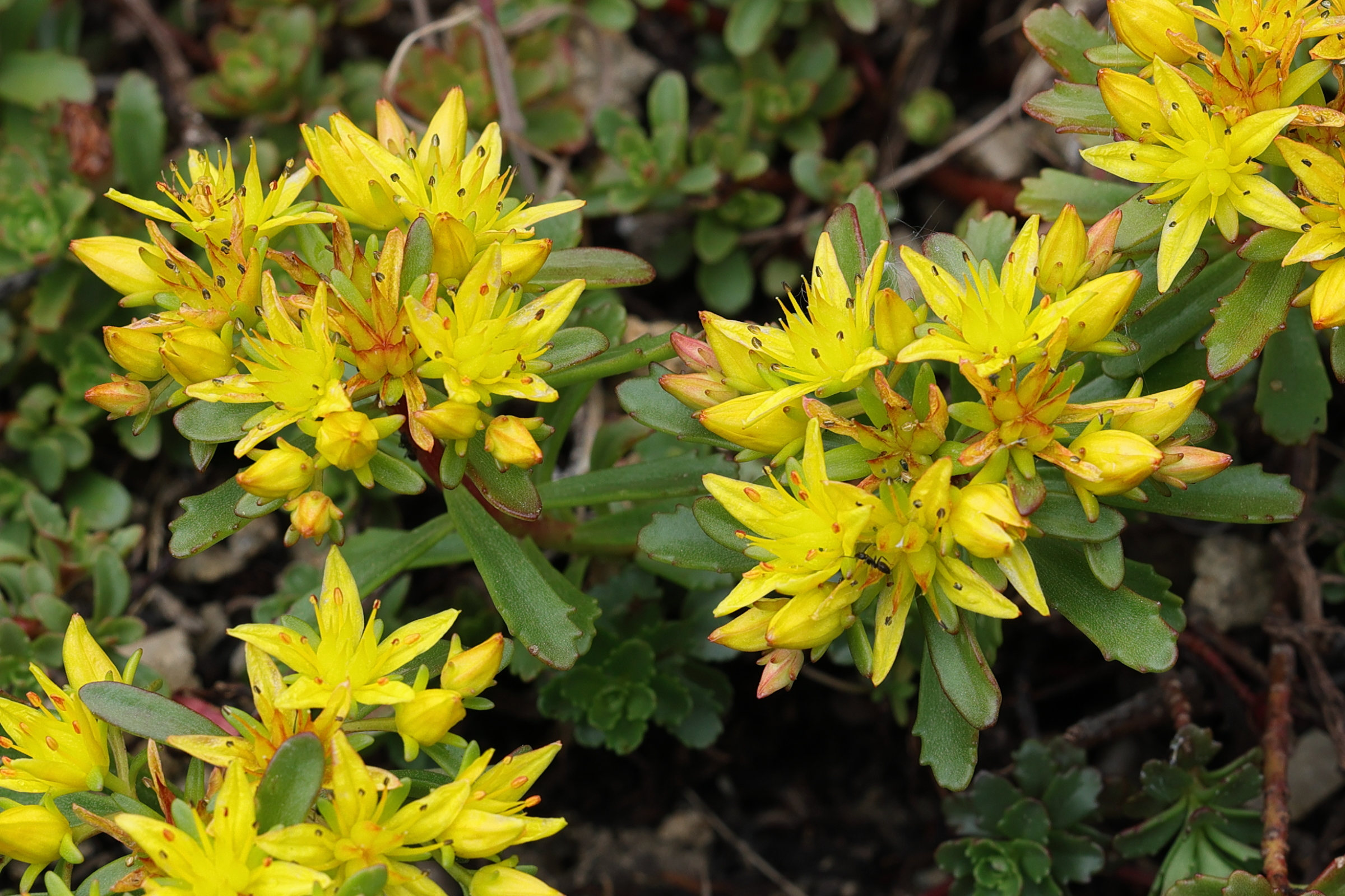 phedimus_kamtschaticus1md