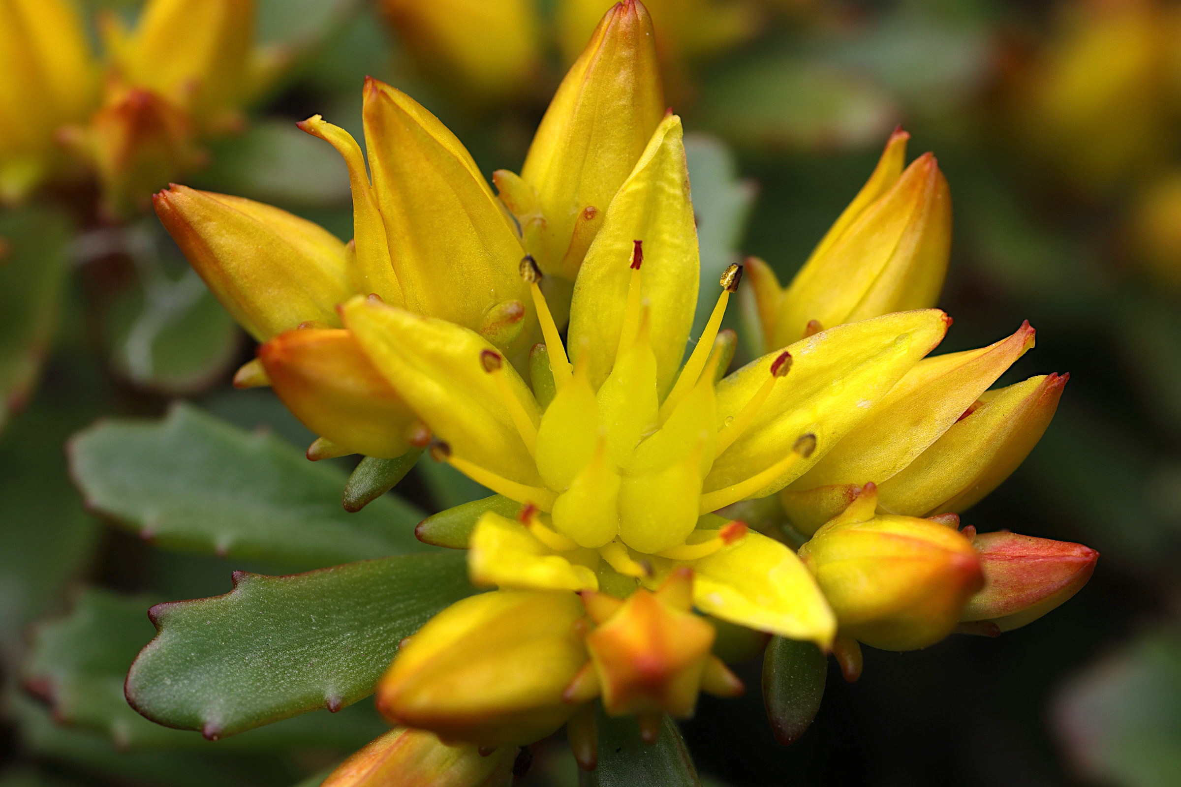 phedimus_kamtschaticus2md