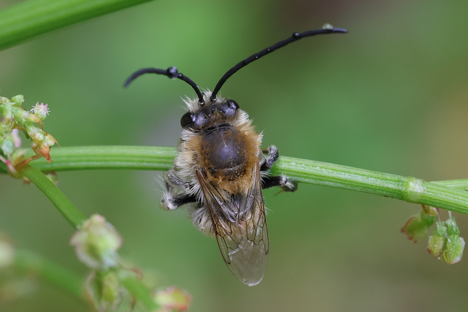 eucera_sp1md