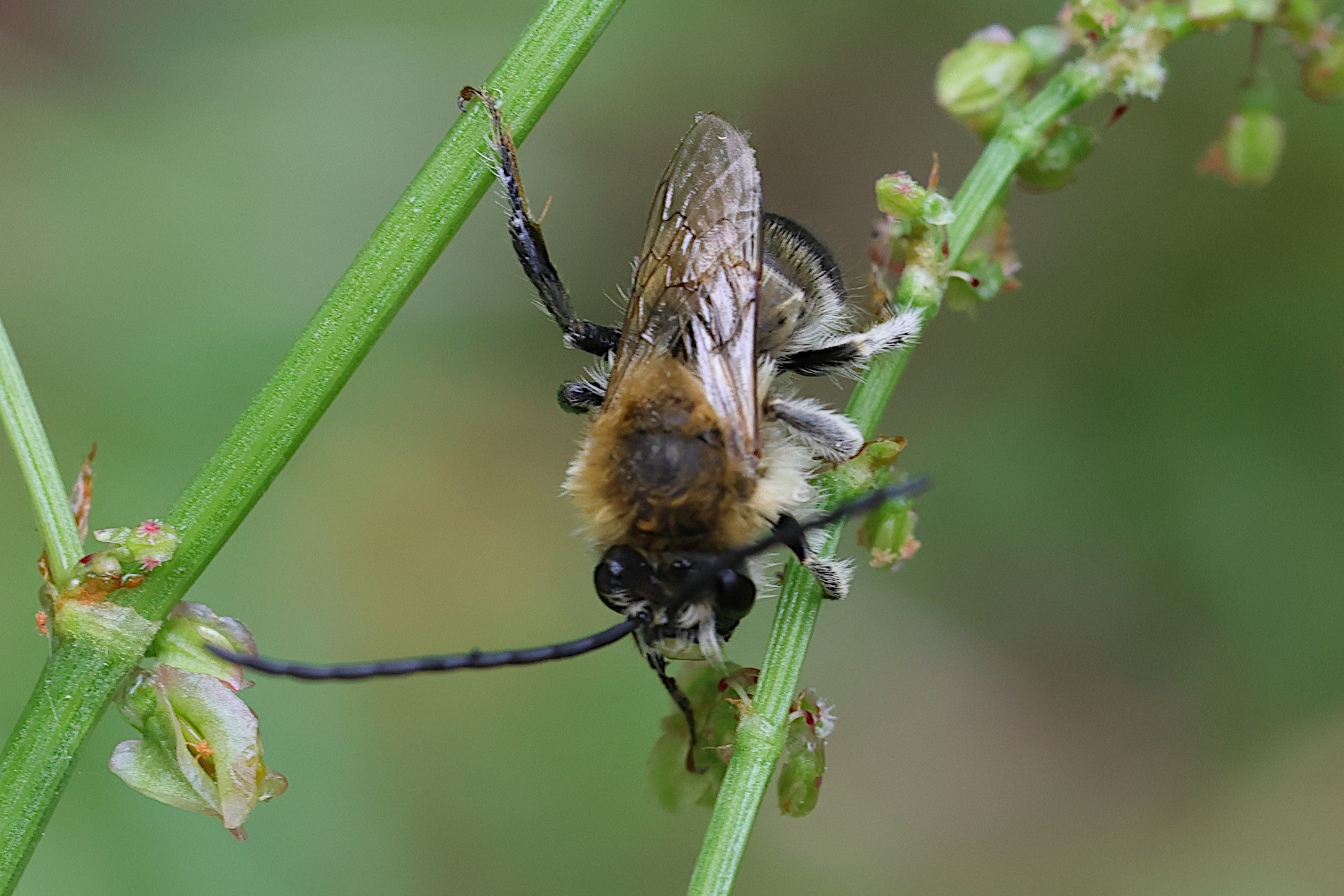 eucera_sp2md