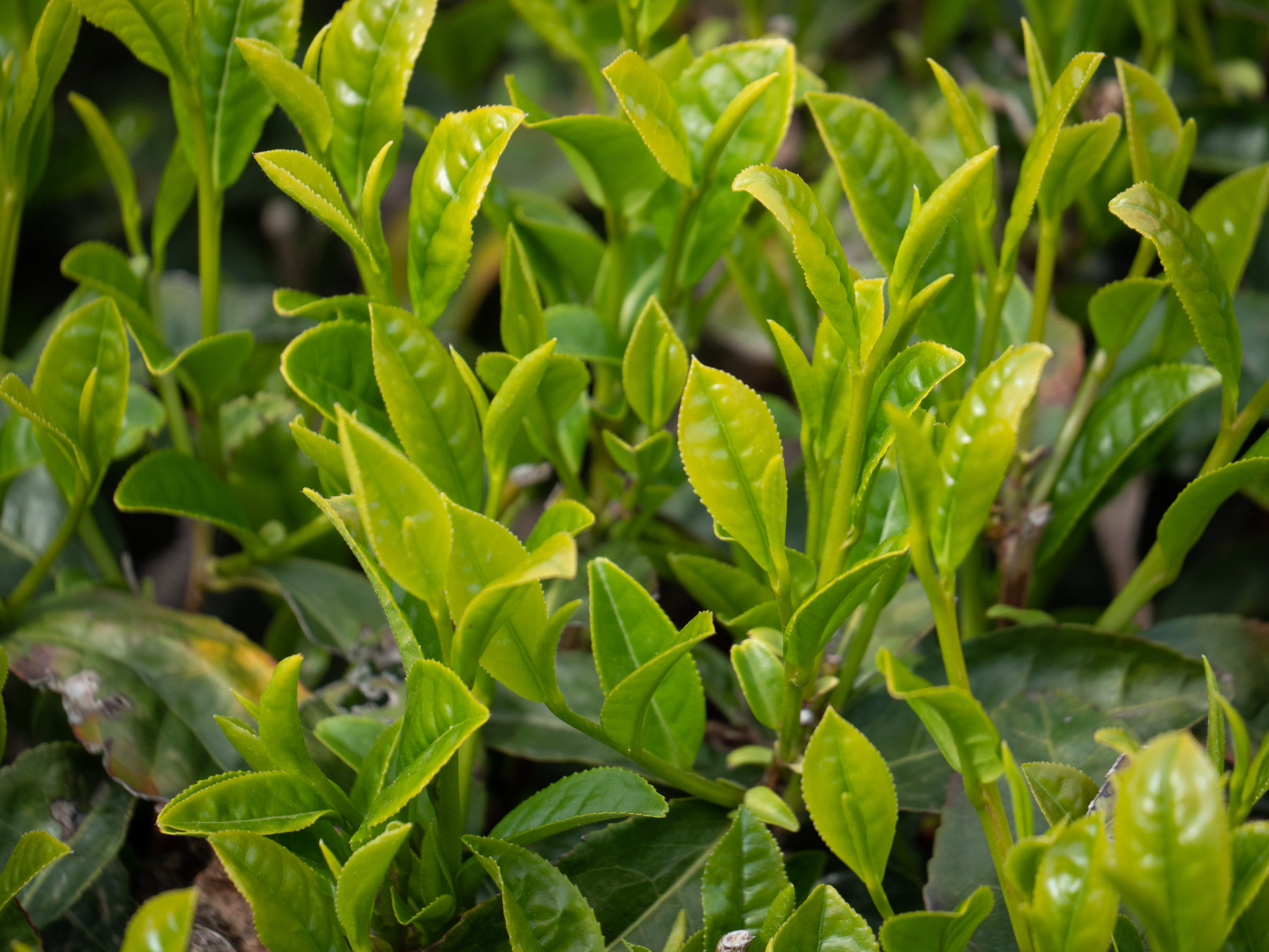camellia_sinensis5sd