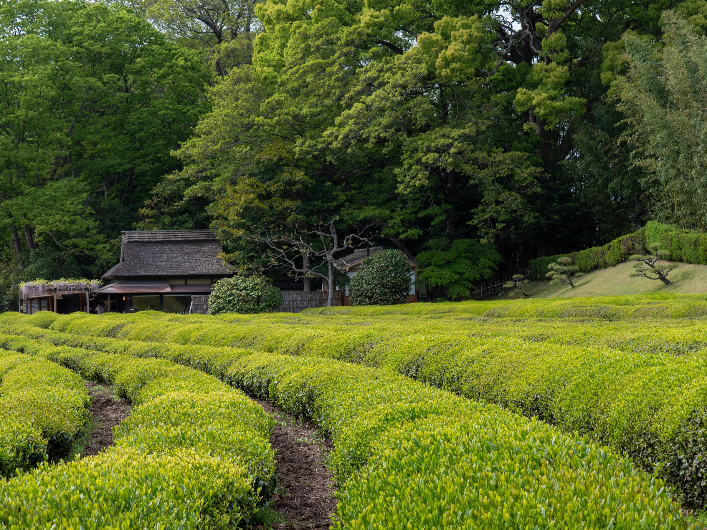 camellia_sinensis6sd