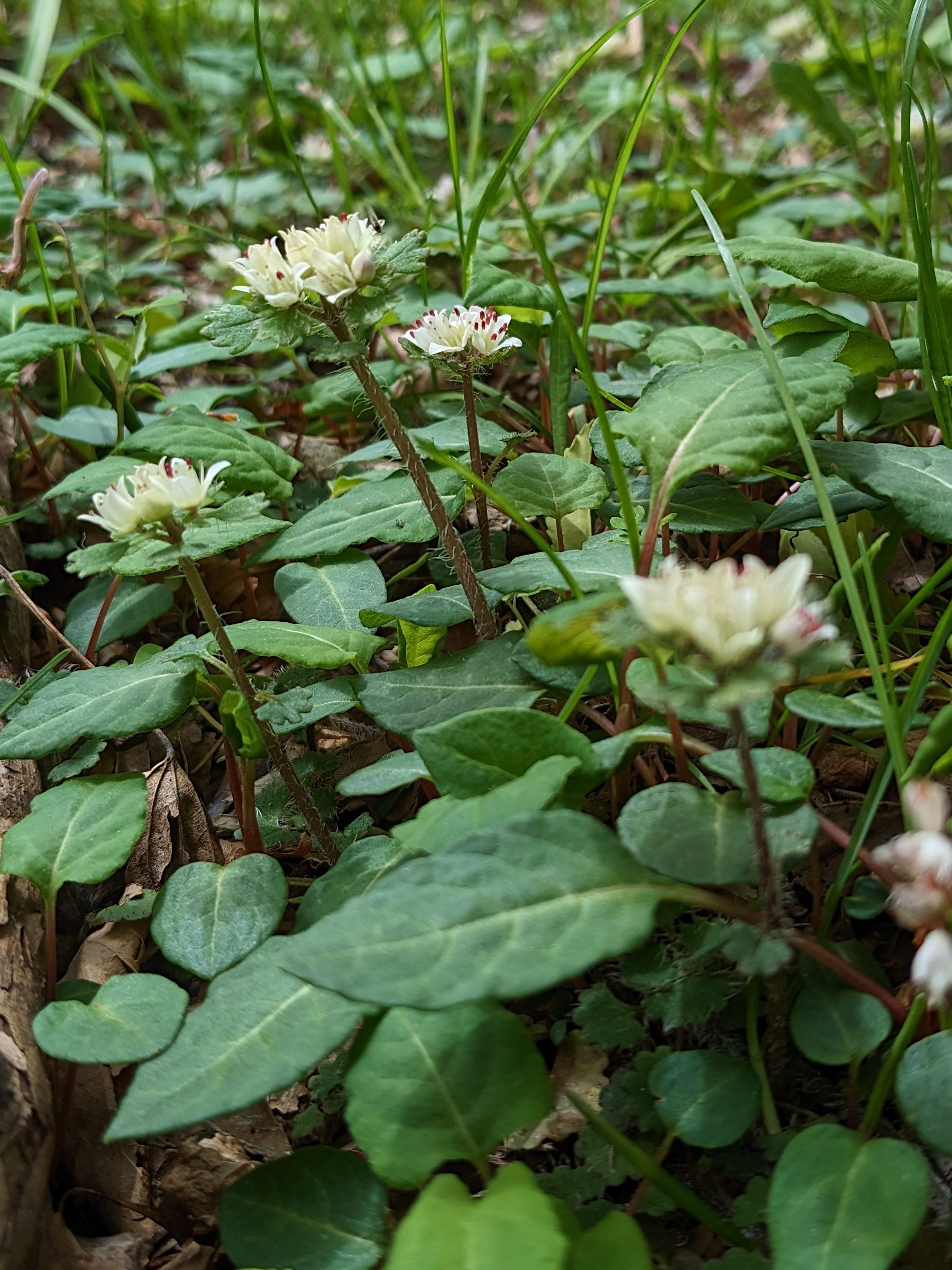 chrysosplenium_album2sd