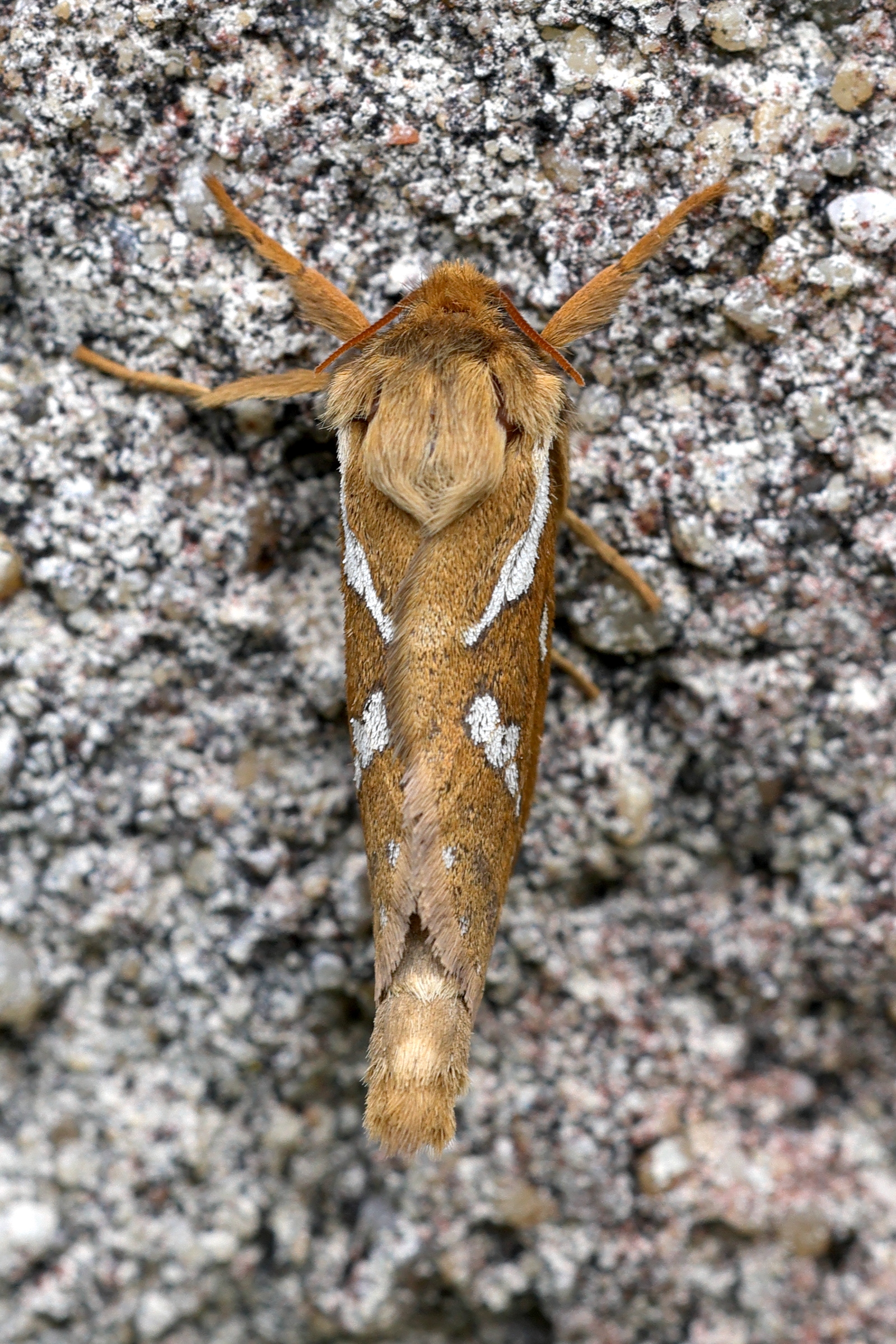 Afficher le média korscheltellus_lupulinus1md korscheltellus_lupulinus1md