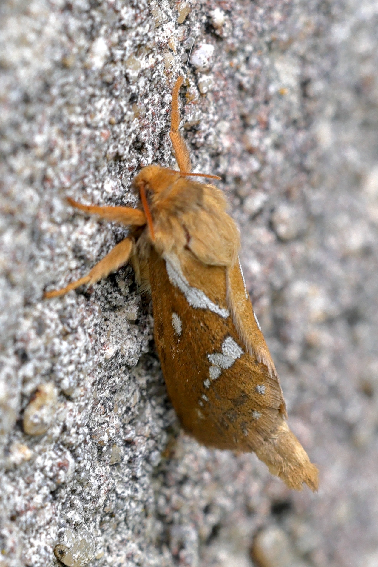 Afficher le média korscheltellus_lupulinus2md korscheltellus_lupulinus2md