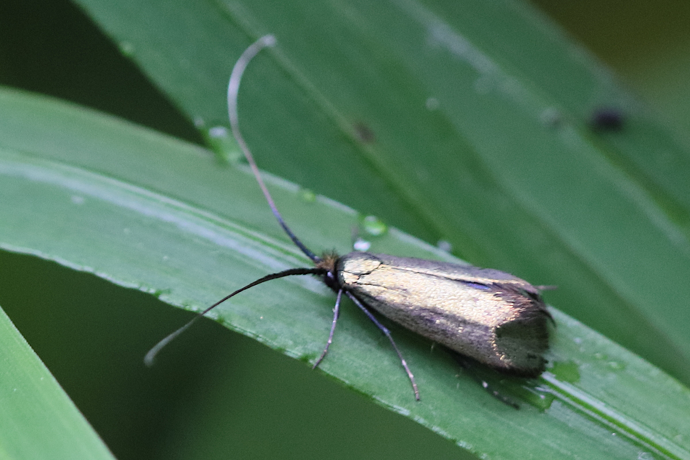 adela_reaumurella4bd