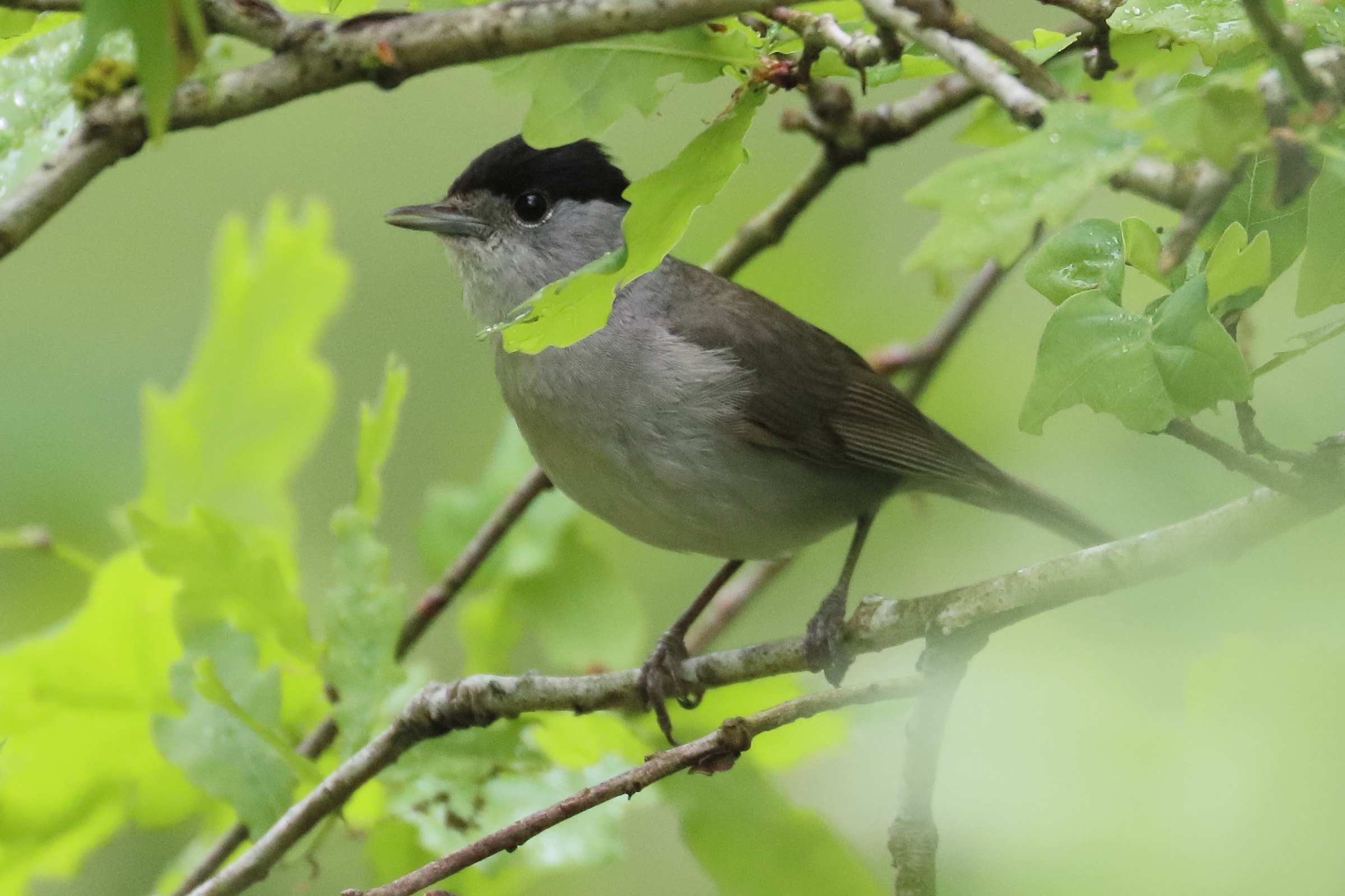 fauvette_a_tete_noire_-_sylvia_atricapilla4bd