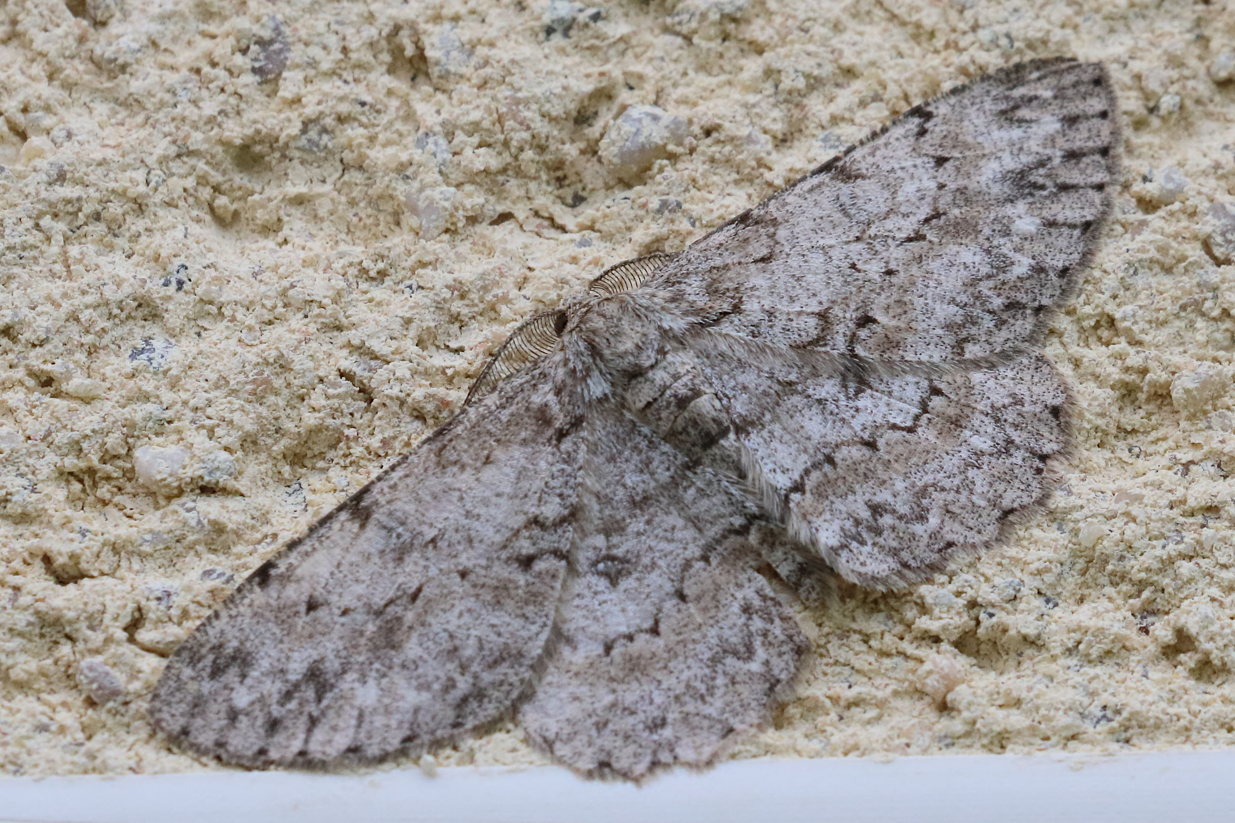 hypomecis_punctinalis2bd