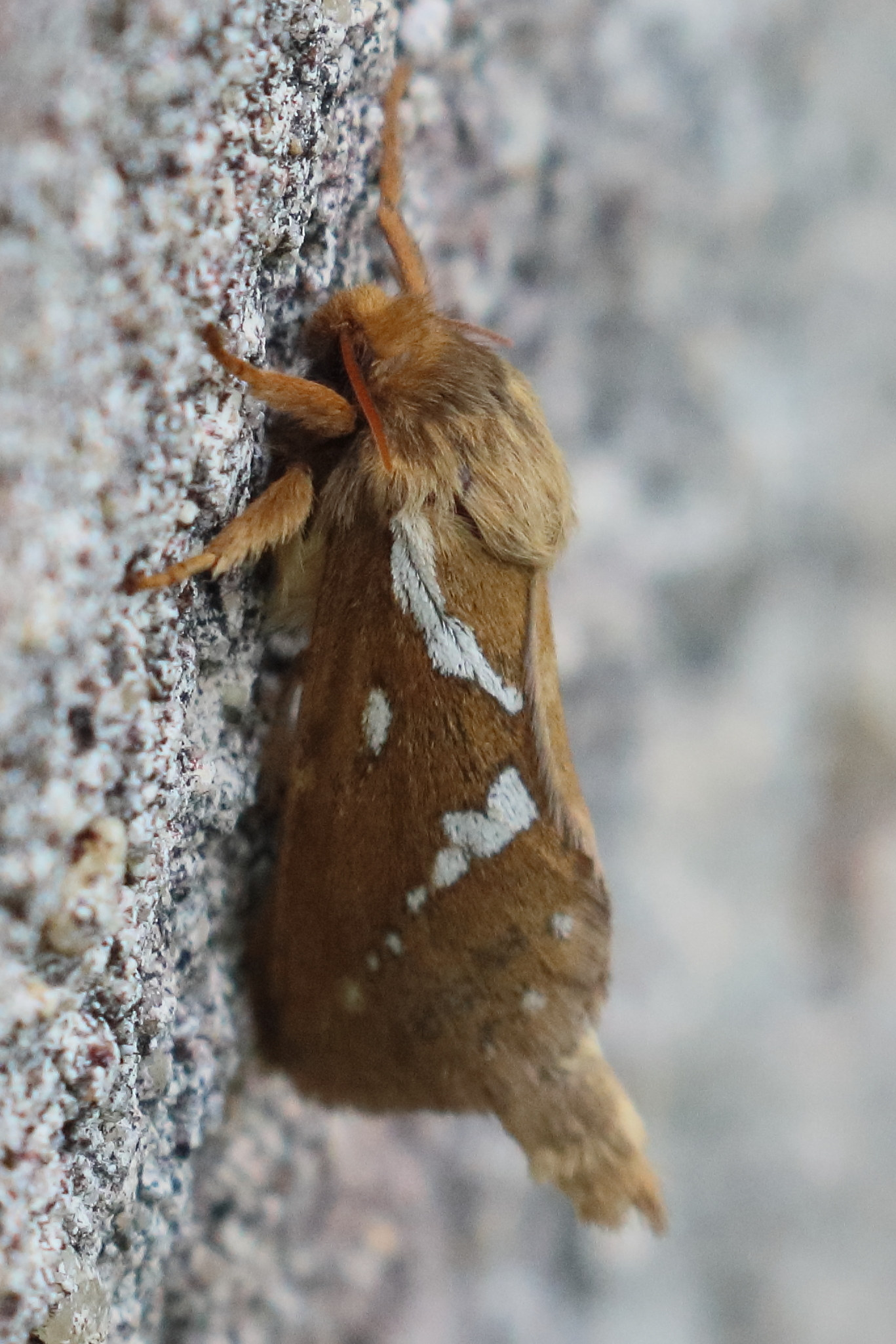 Afficher le média korscheltellus_lupulinus3bd korscheltellus_lupulinus3bd