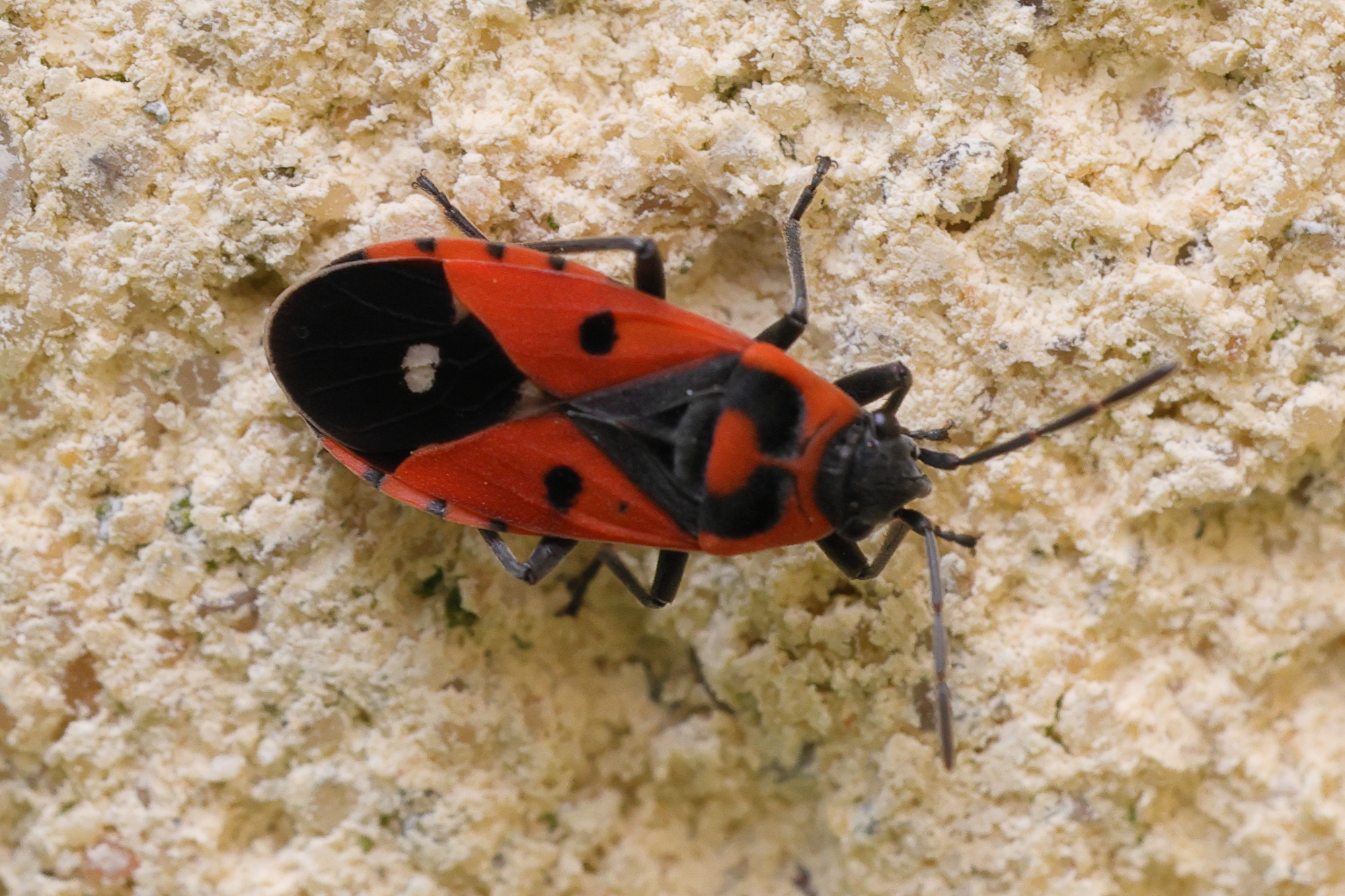 melanocoryphus_albomaculatus1md