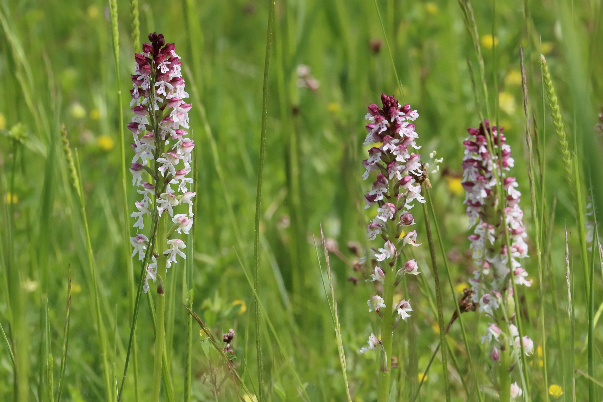 Afficher le média neotinea_ustulata7bd neotinea_ustulata7bd