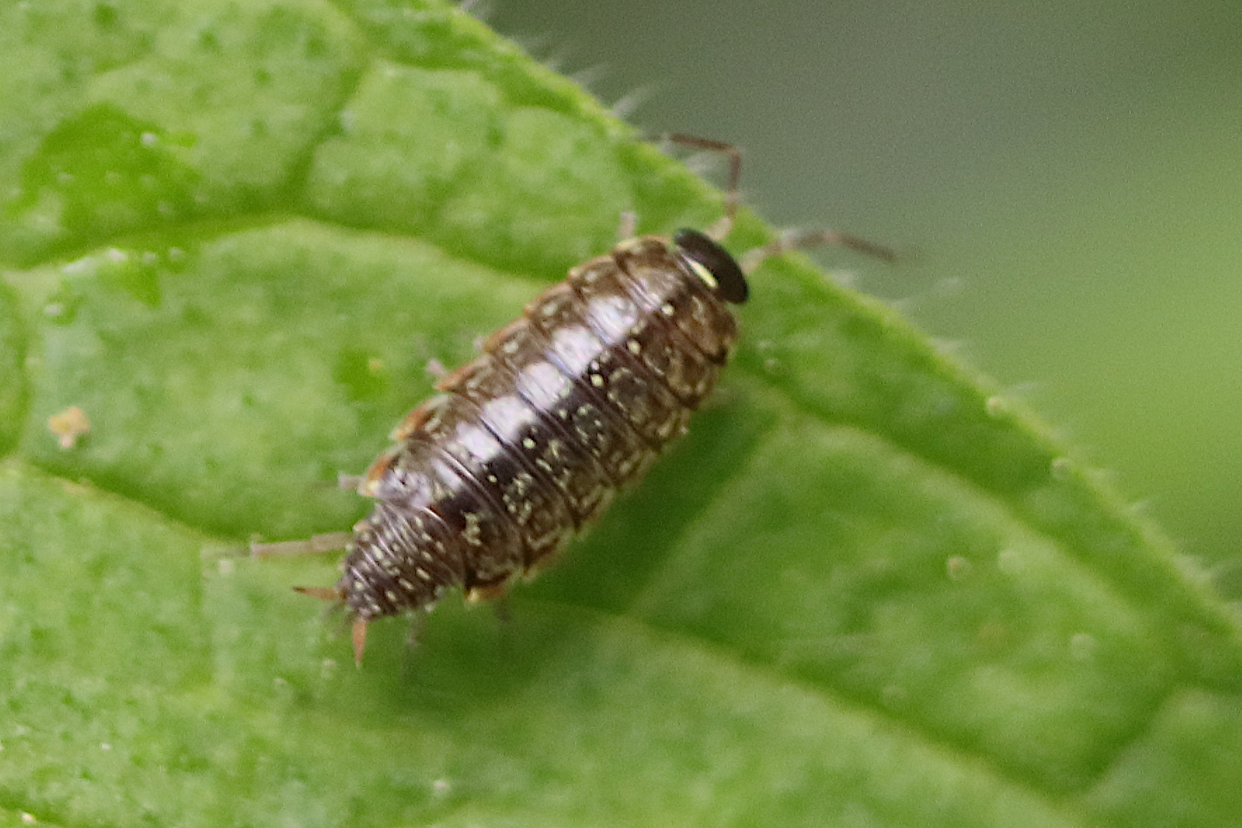 Afficher le média philoscia_muscorum2bd philoscia_muscorum2bd