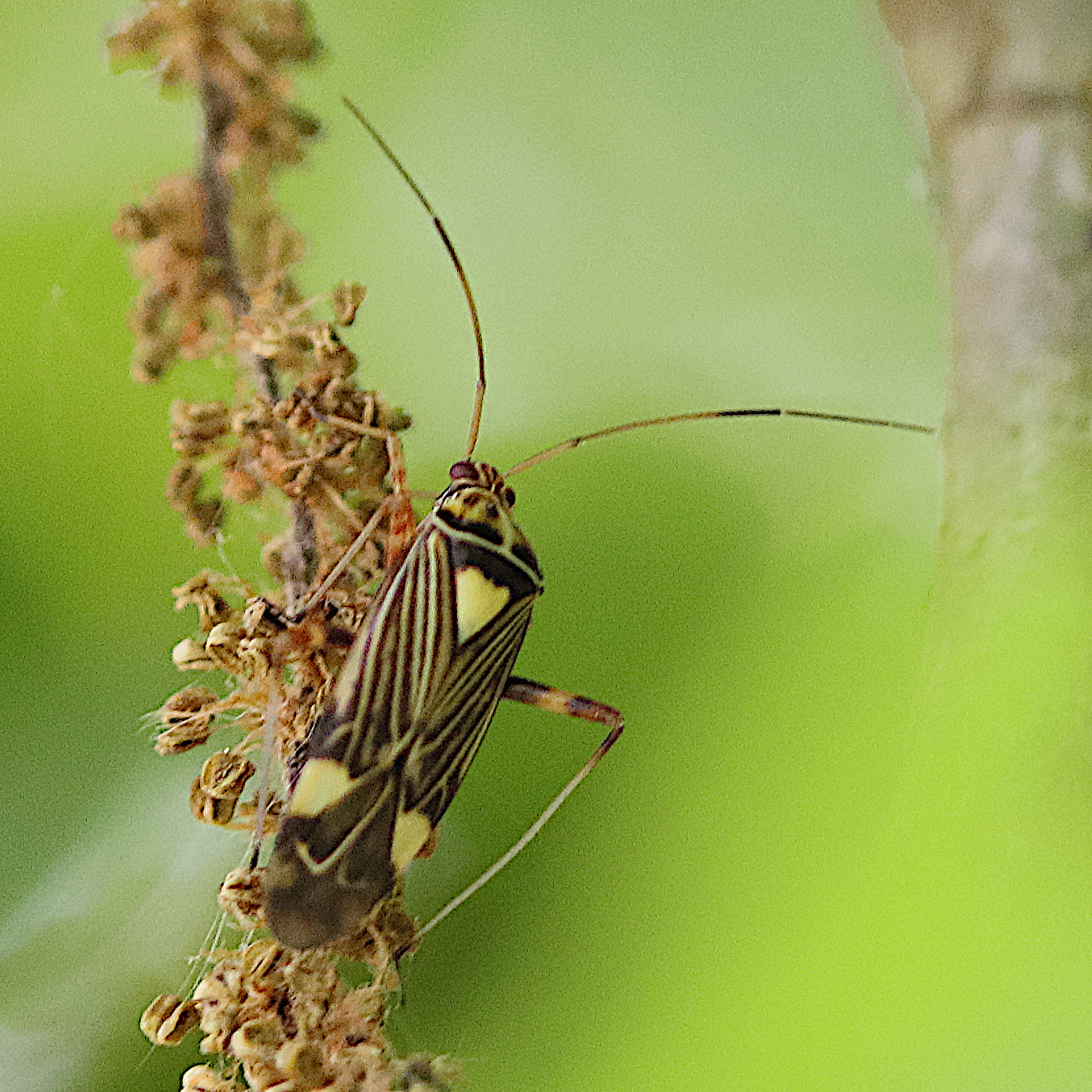 rhabdomiris_striatellus2bd