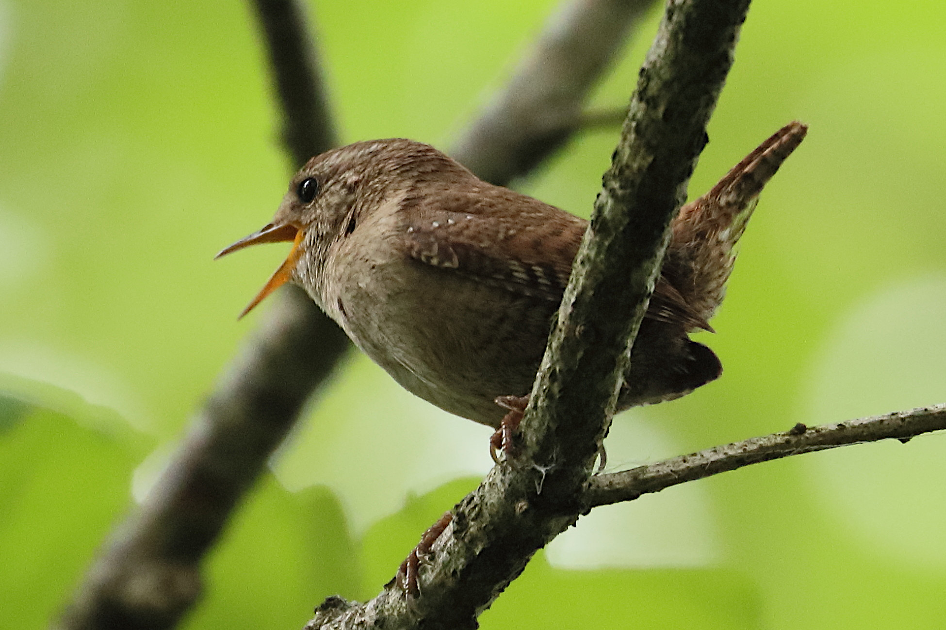 Afficher le média troglodyte_mignon_-_troglodytes_troglodytes7bd troglodyte_mignon_-_troglodytes_troglodytes7bd