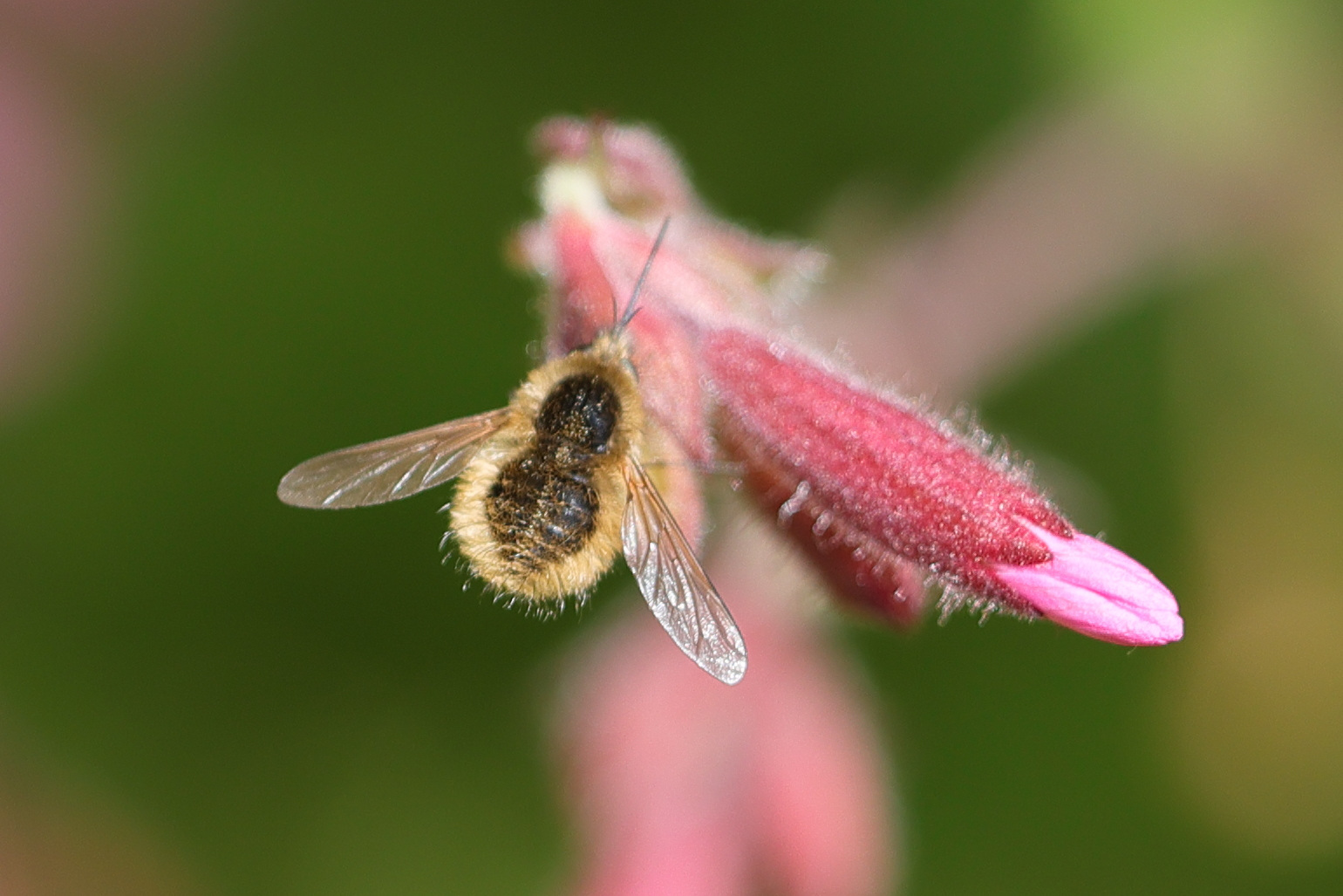 bombylius_venosus3md