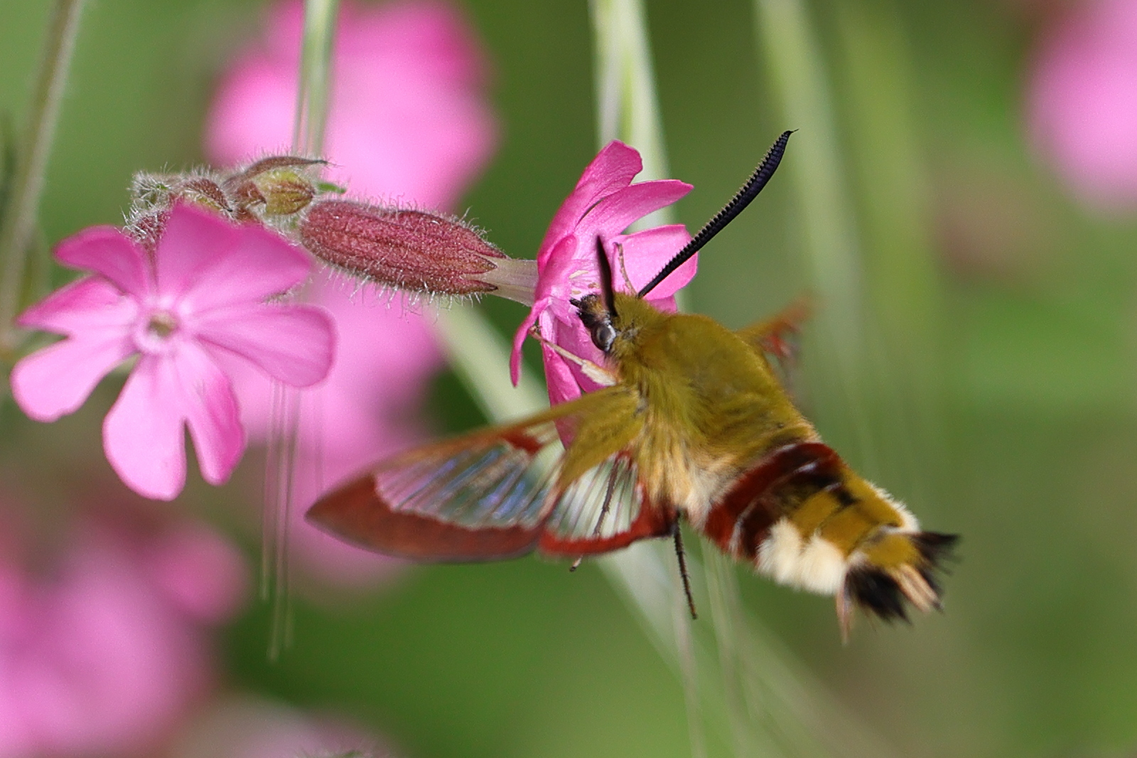 hemaris_fuciformis2md