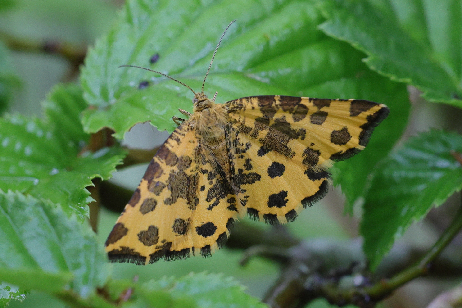 pseudopanthera_macularia2md