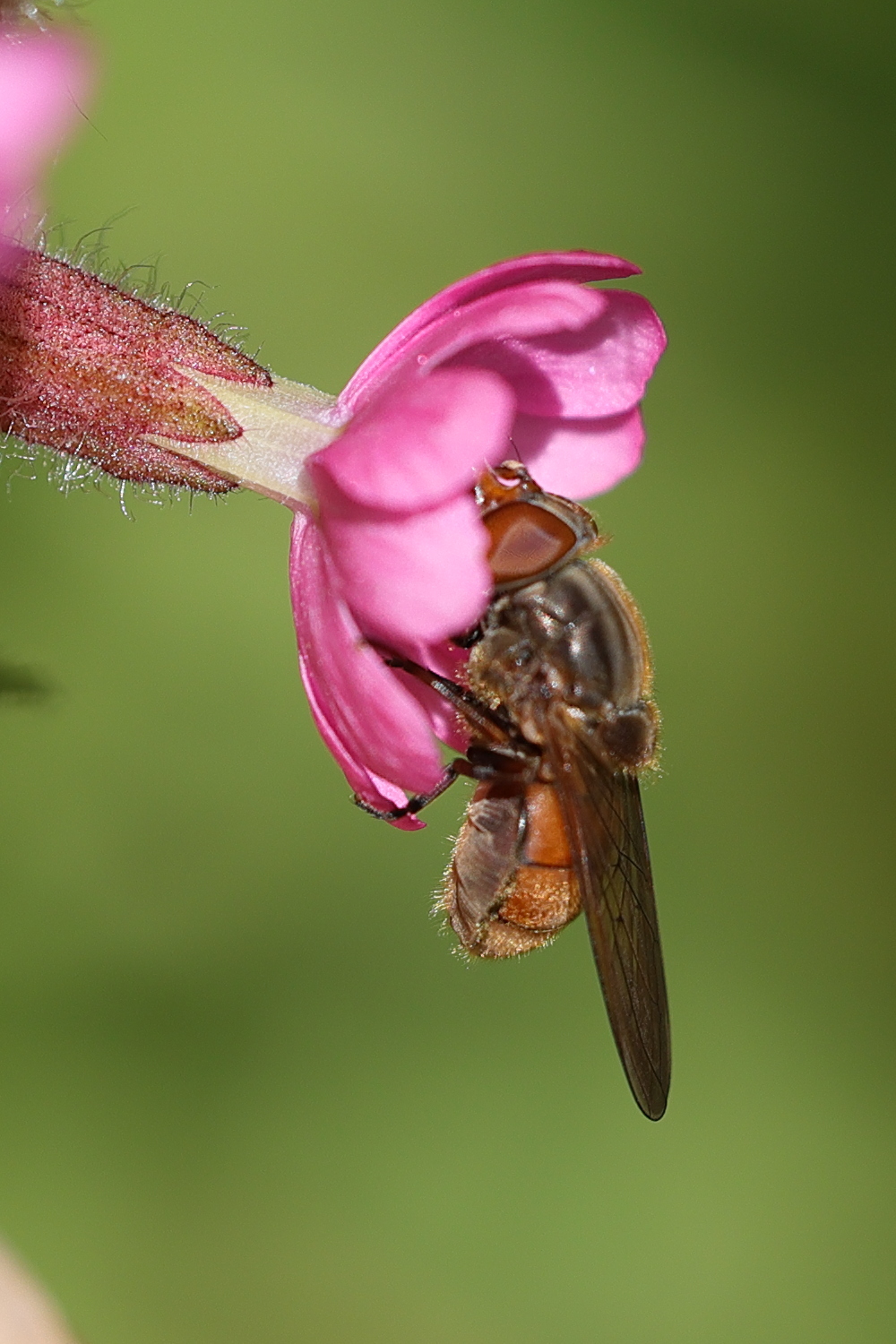 rhingia_campestris9md