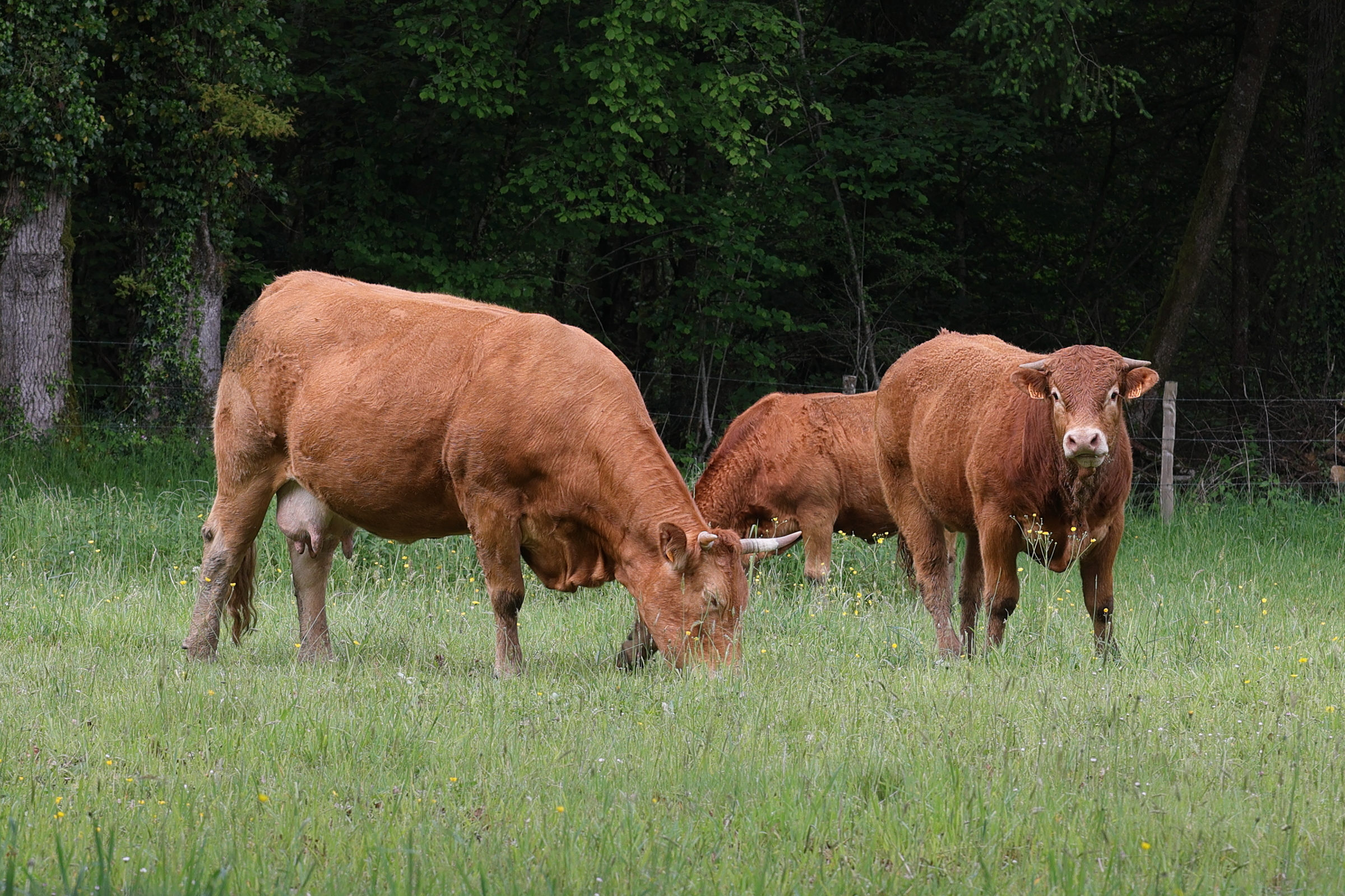 bos_taurus_limousine5md