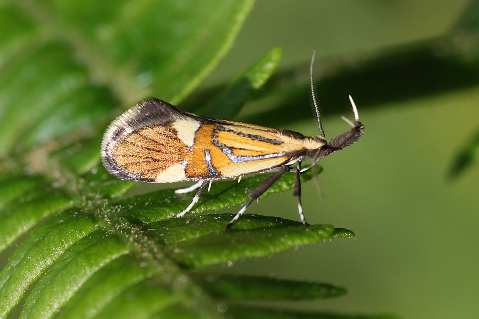 alabonia_geoffrella5md