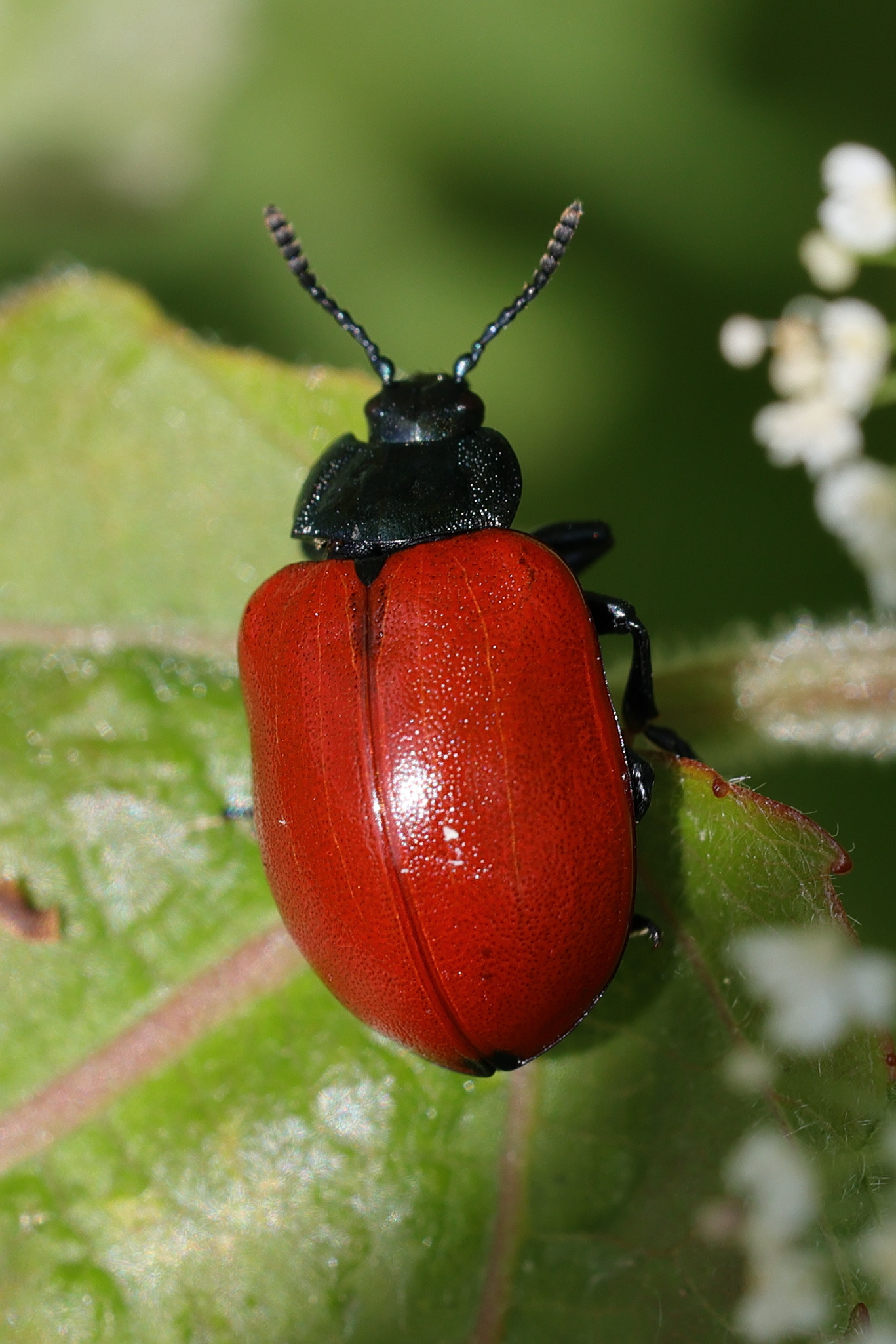 Afficher le média chrysomela_populi4md chrysomela_populi4md