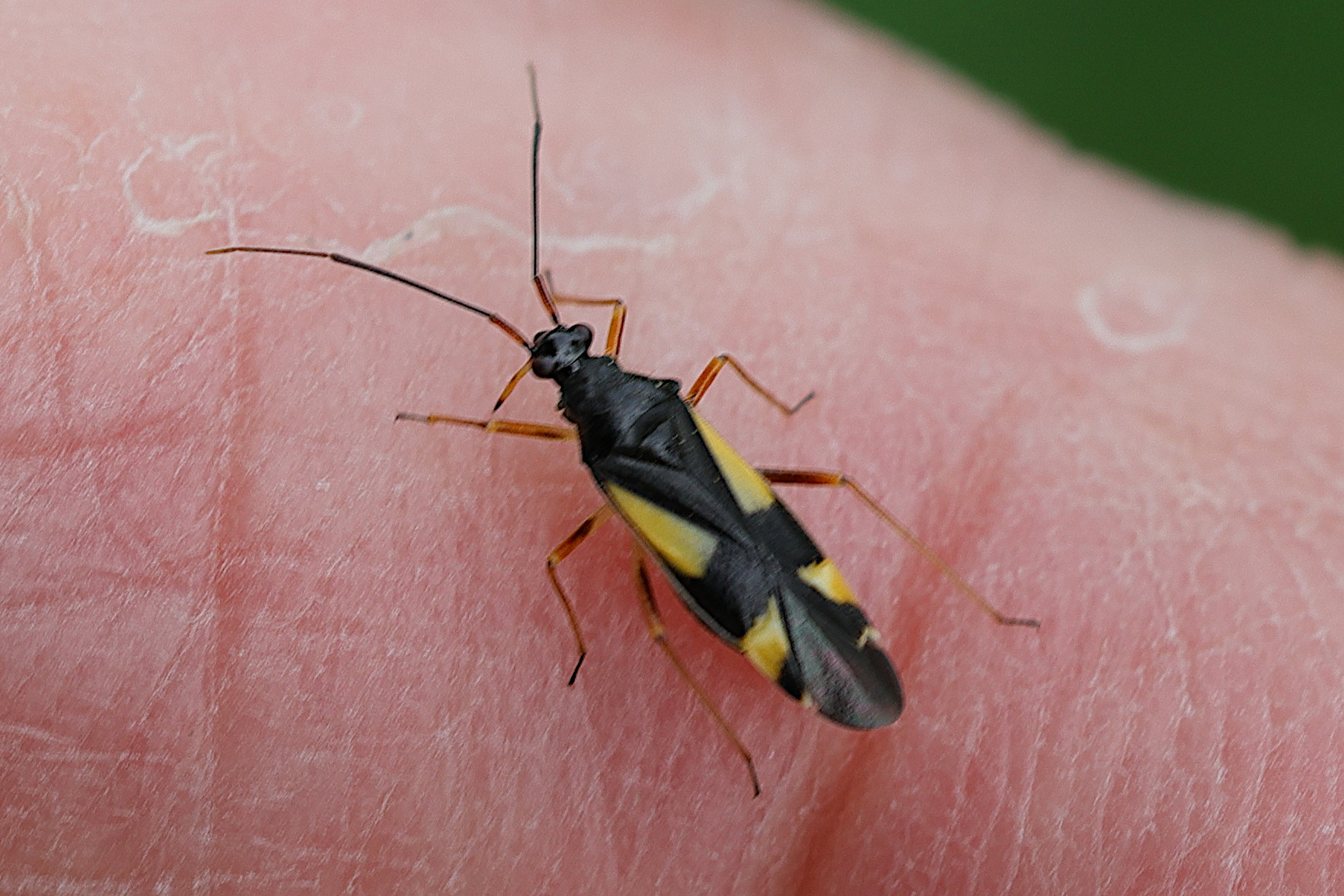 dryophilocoris_flavoquadrimaculatus2md