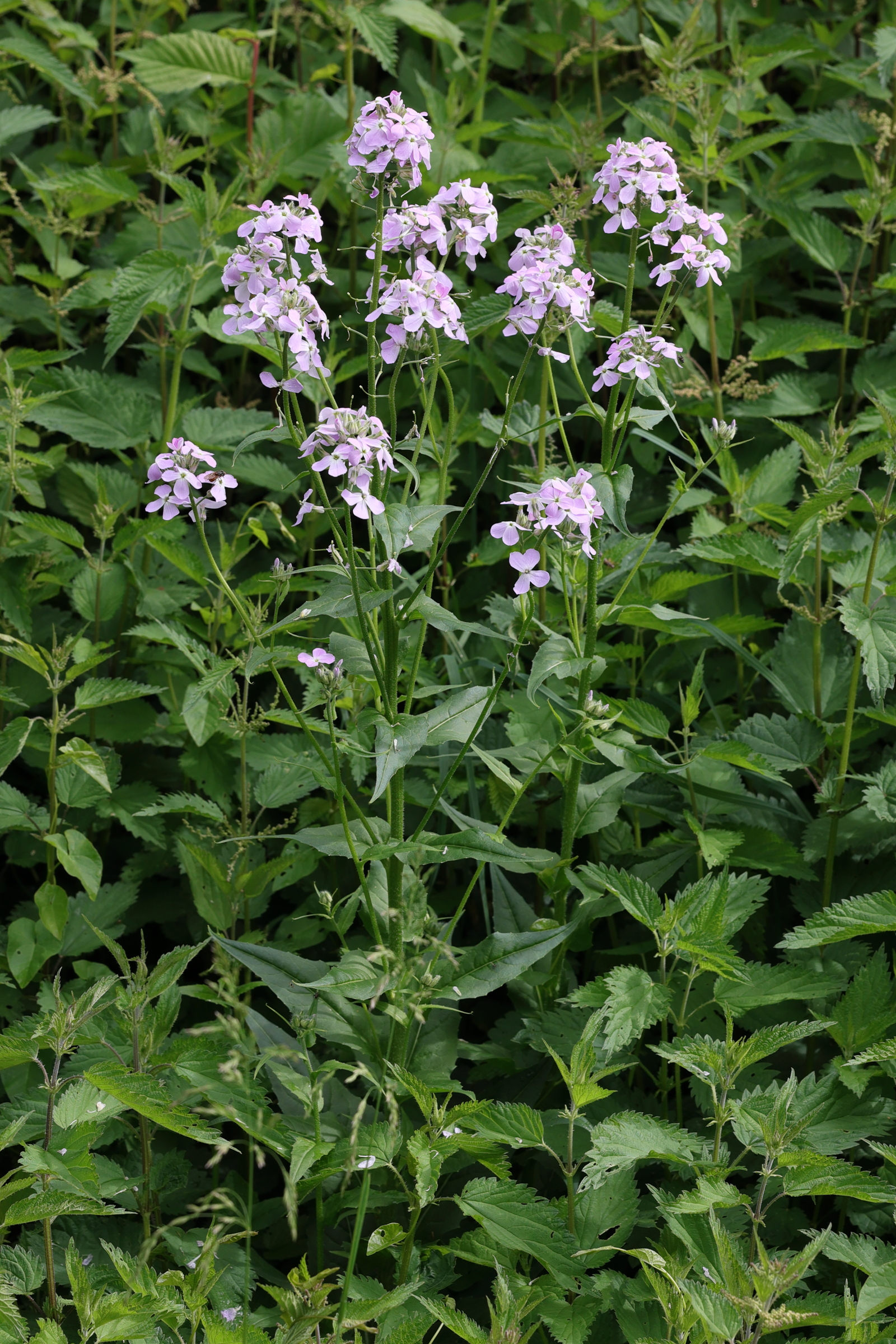hesperis_matronalis4md