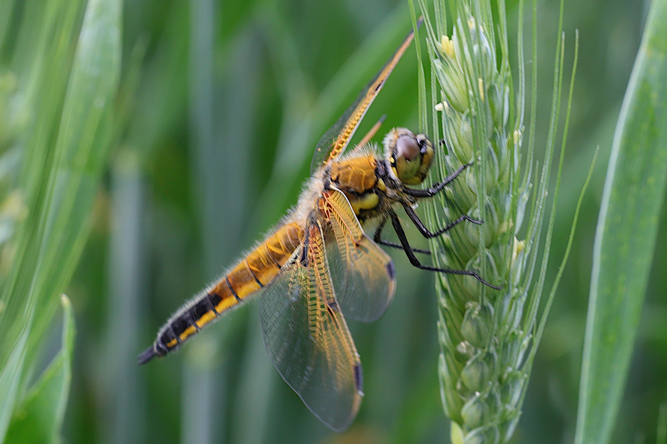 Afficher le média libellula_quadrimaculata9md libellula_quadrimaculata9md