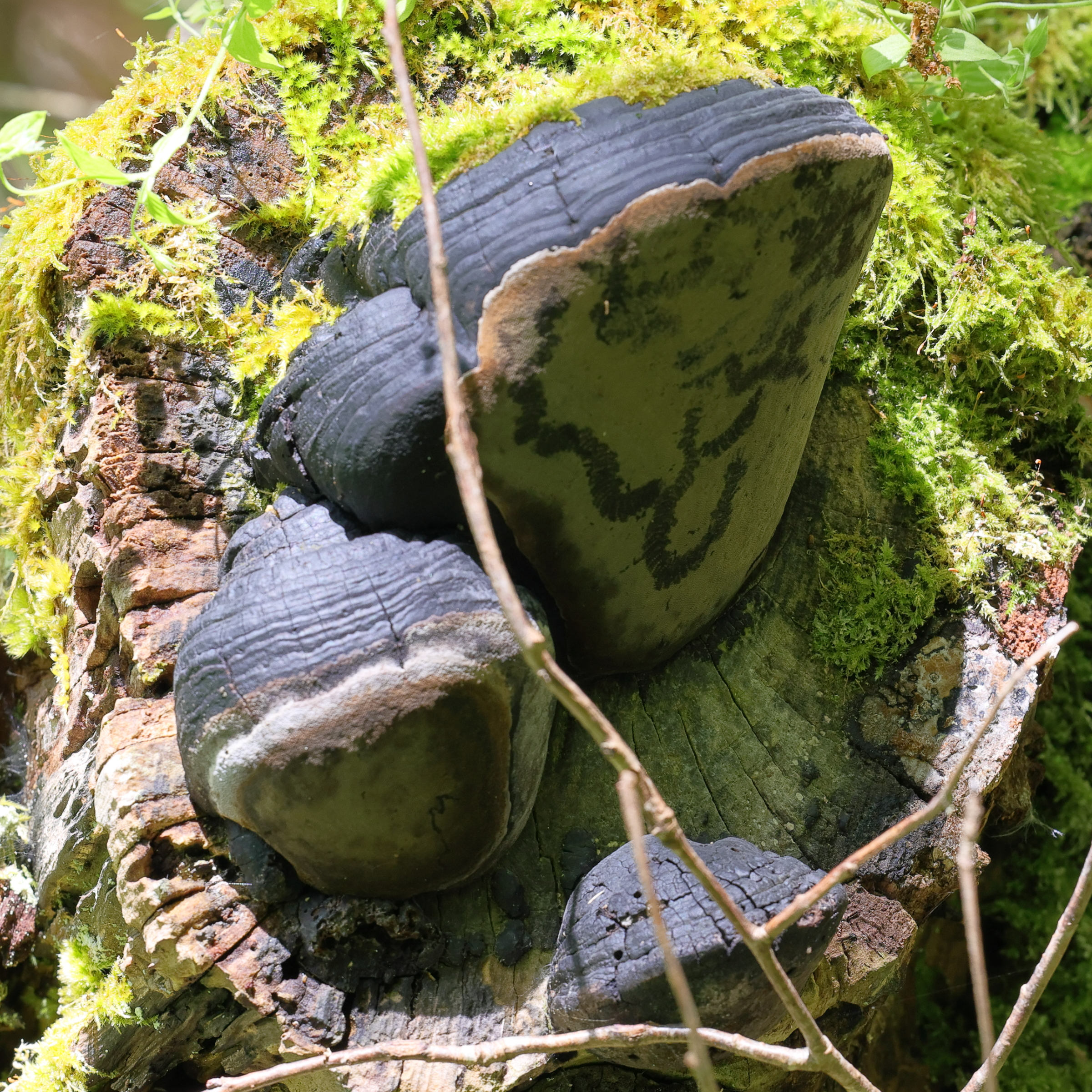 phellinus_igniarius1md