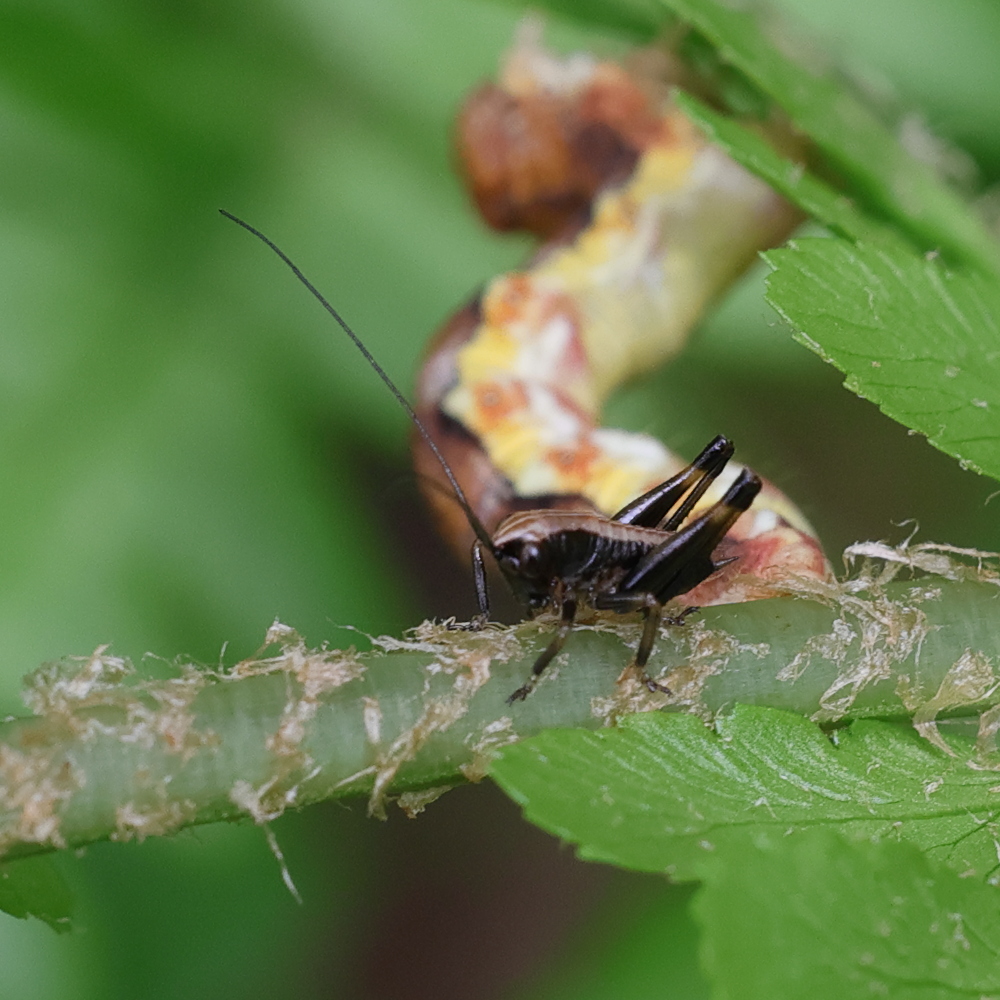 pholidoptera_griseoaptera12mdjpg