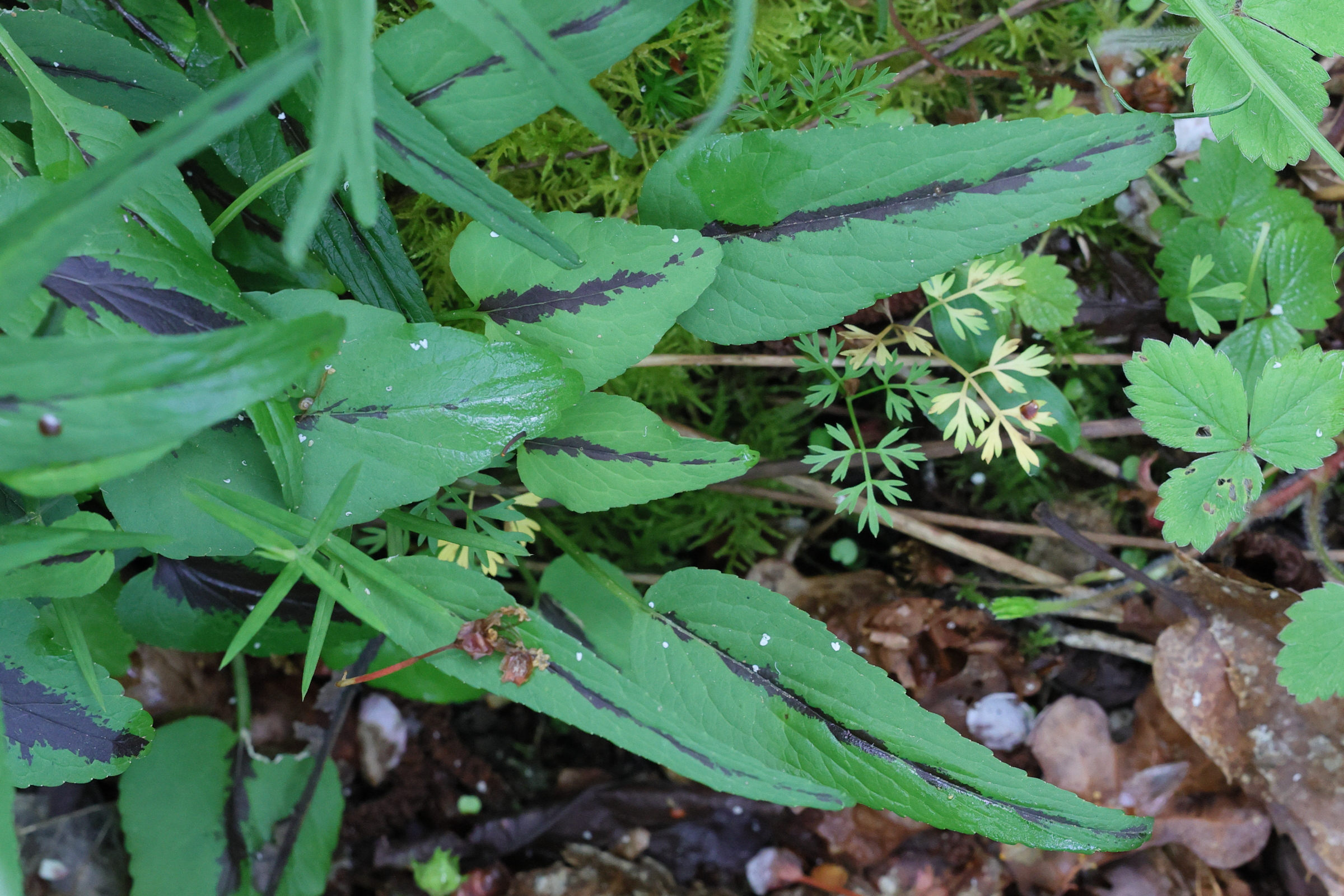 phyteuma_spicatum6md