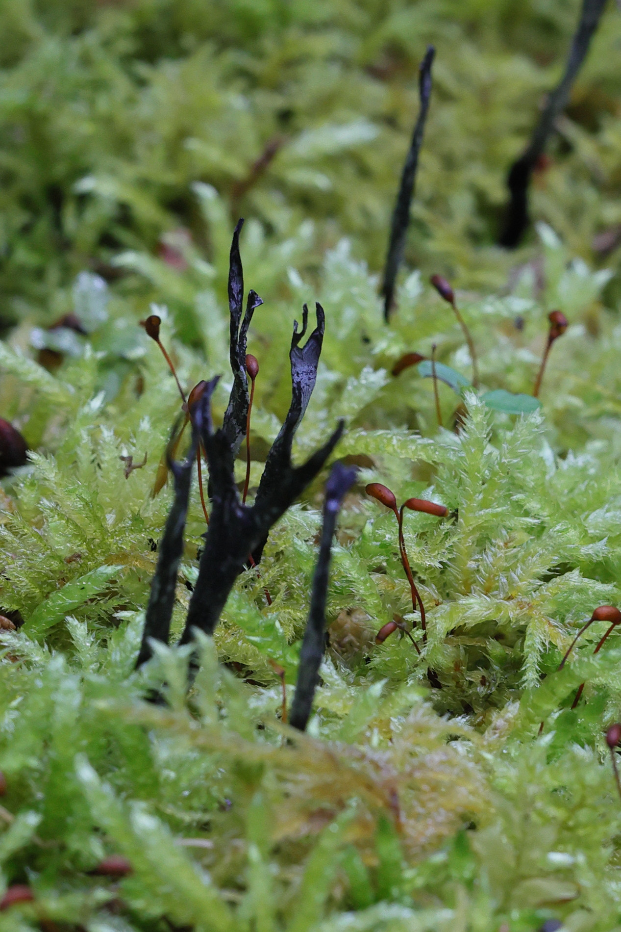 xylaria_hypoxylon7md