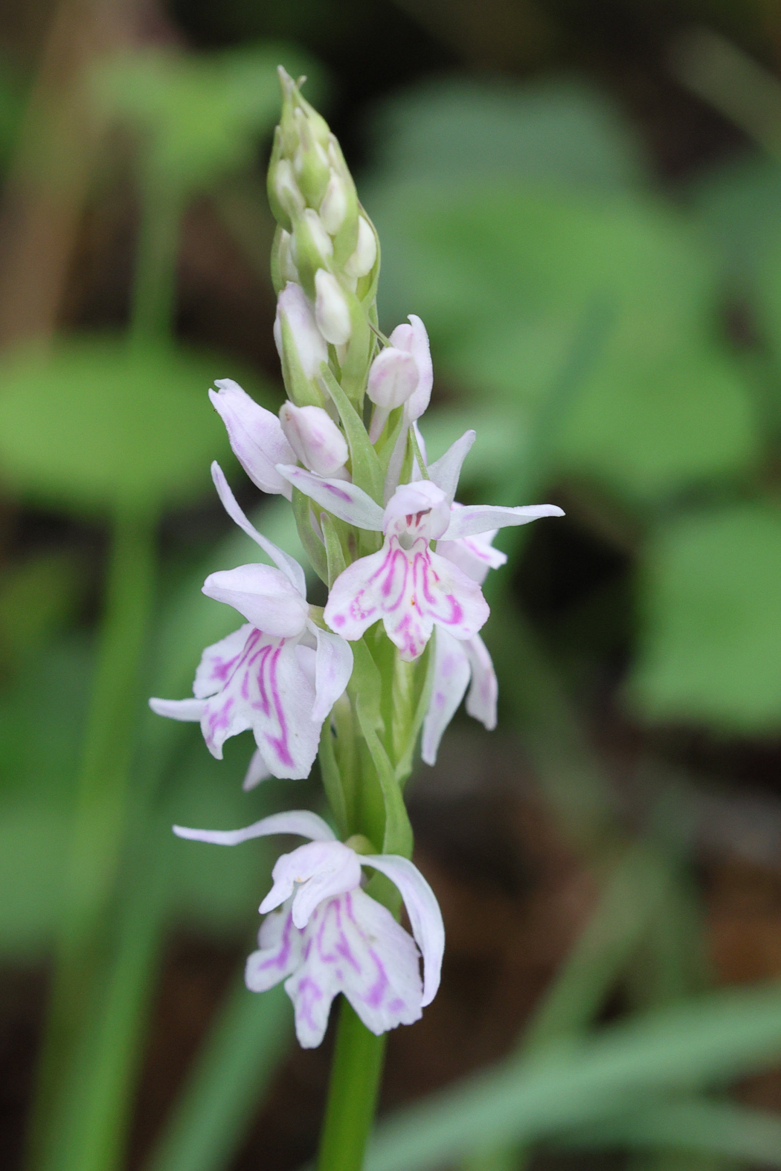 dactylorhiza_fuchsii6md