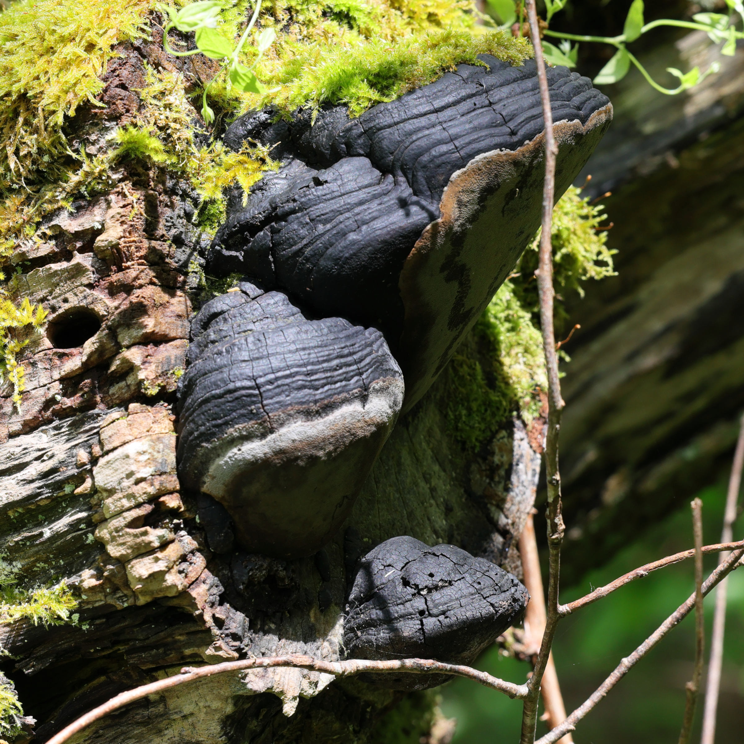 phellinus_igniarius2md