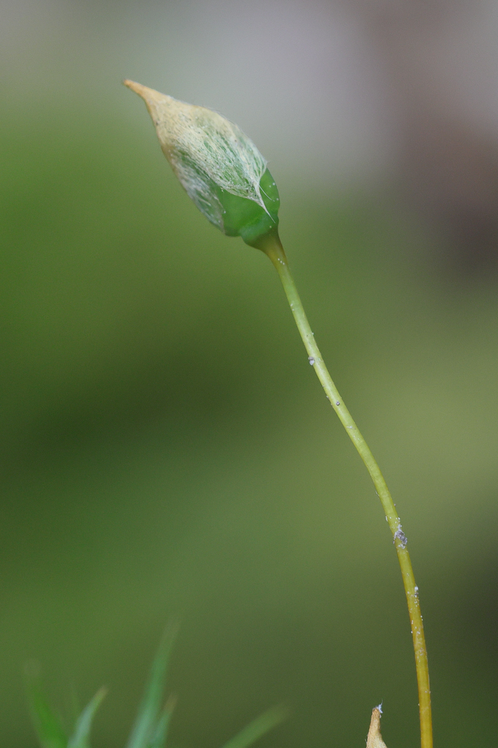 Afficher le média polytrichum_formosum4md polytrichum_formosum4md