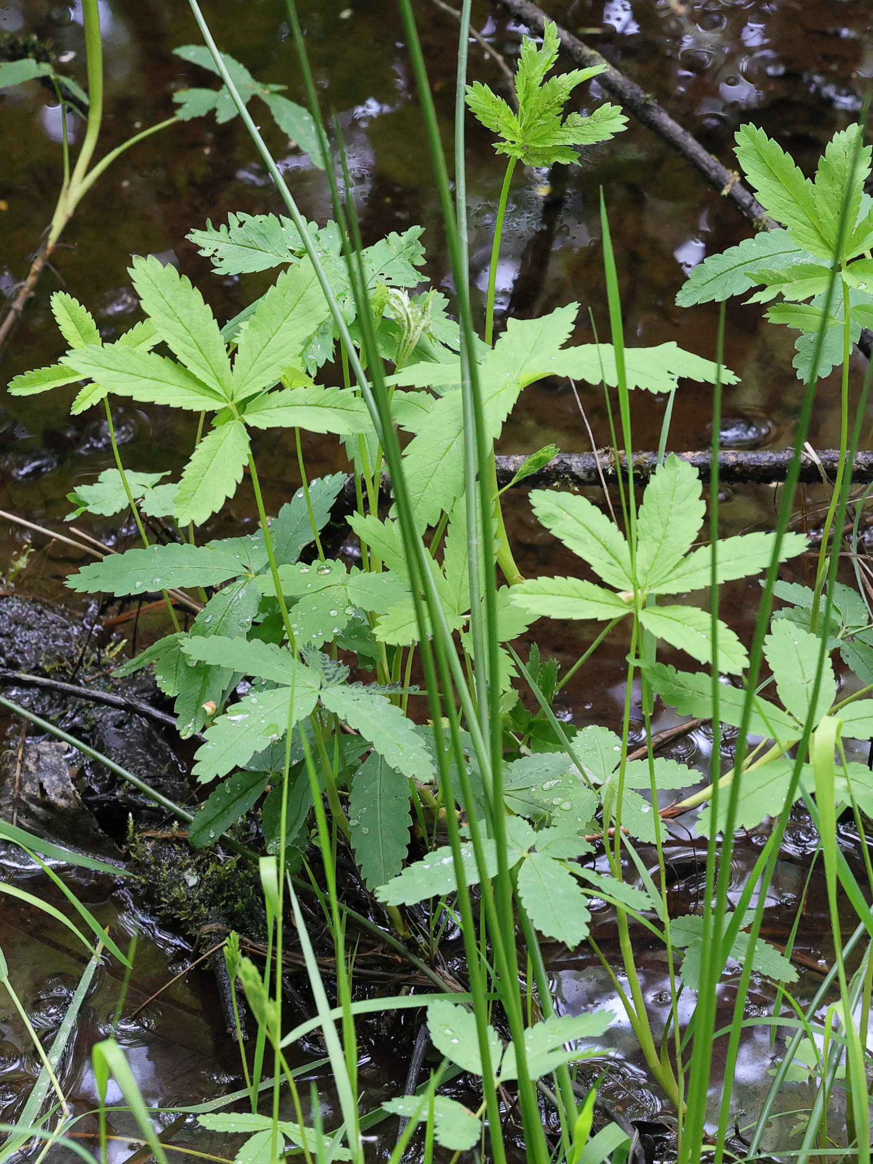 Afficher le média potentilla_palustris6md potentilla_palustris6md