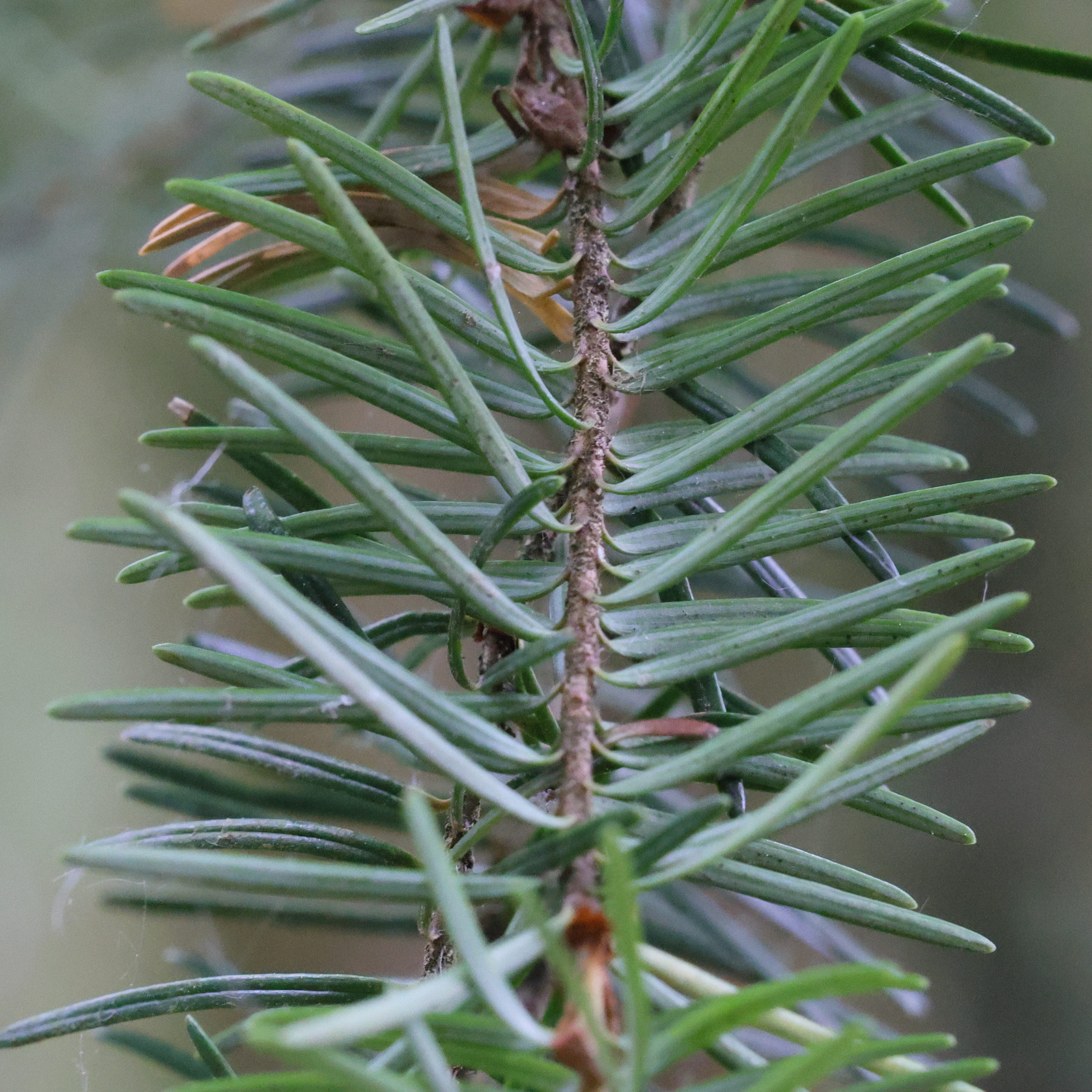 Afficher le média pseudotsuga_menziesii2md pseudotsuga_menziesii2md