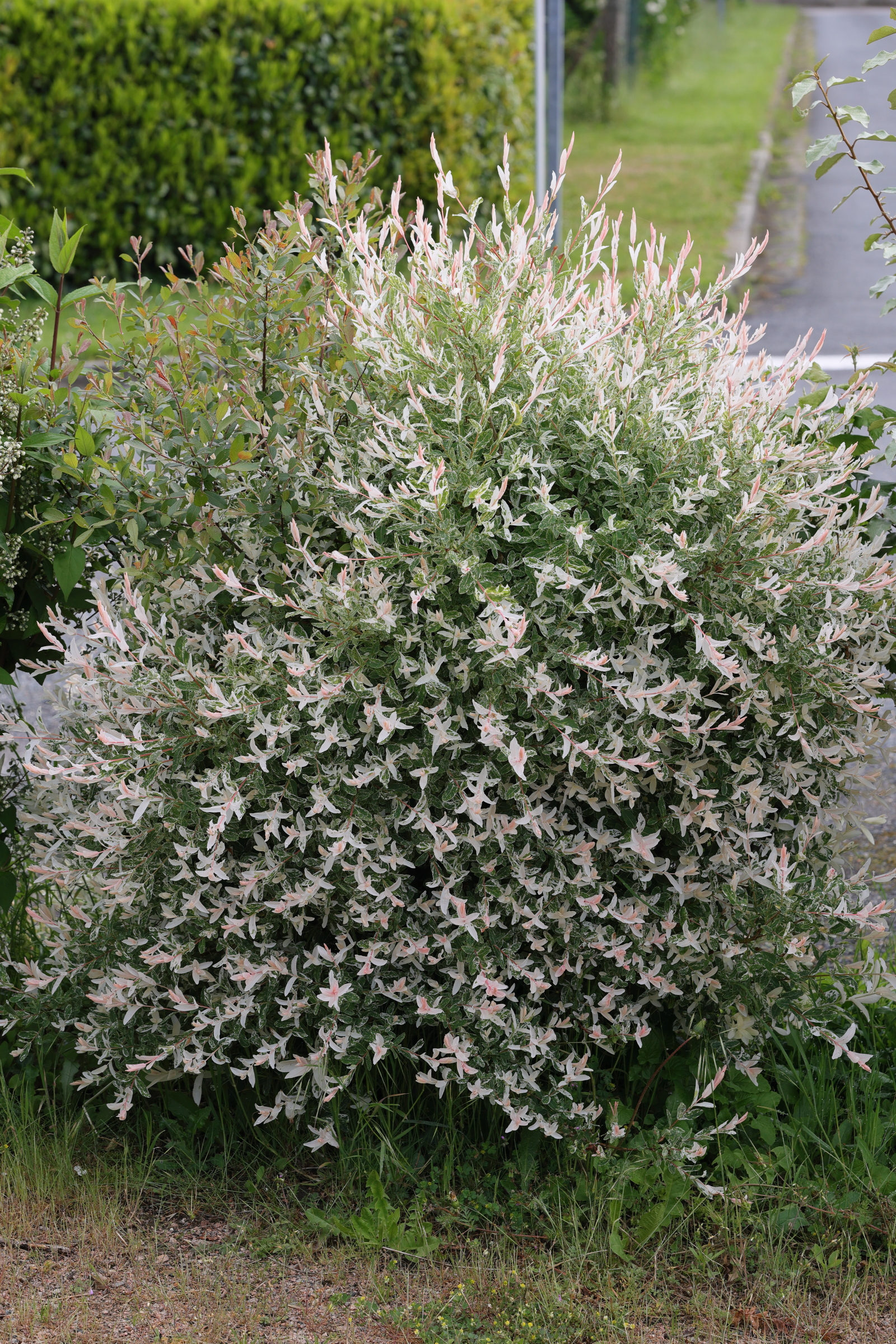 Afficher le média salix_integra_hakuro-nichiki5md salix_integra_hakuro-nichiki5md