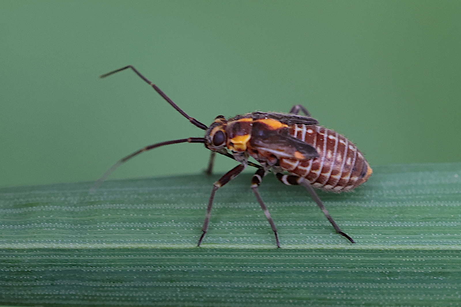 capsodes_flavomarginatus_juv2md