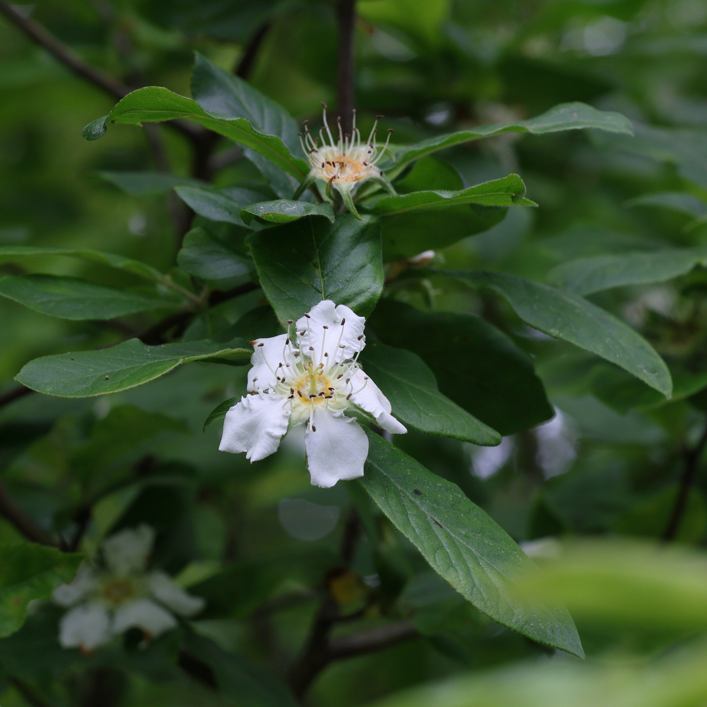 crataegus_germanica1md