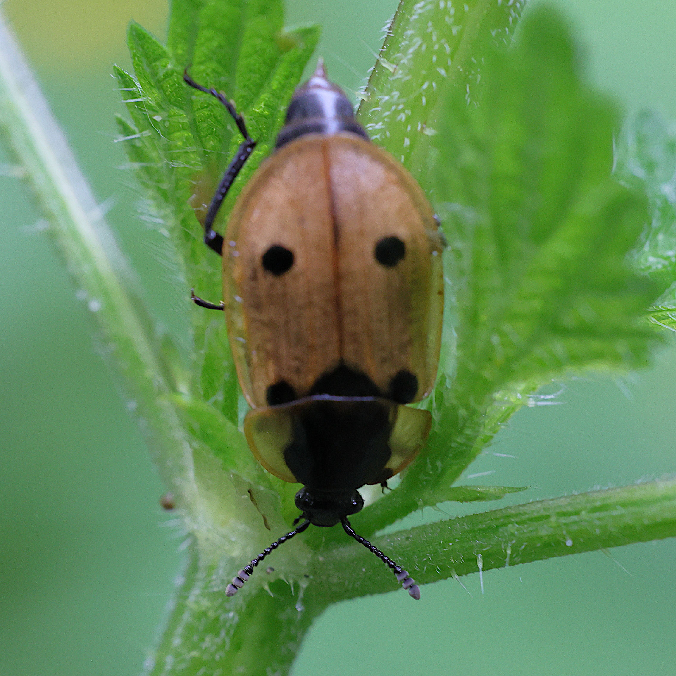 dendroxena_quadrimaculata1md