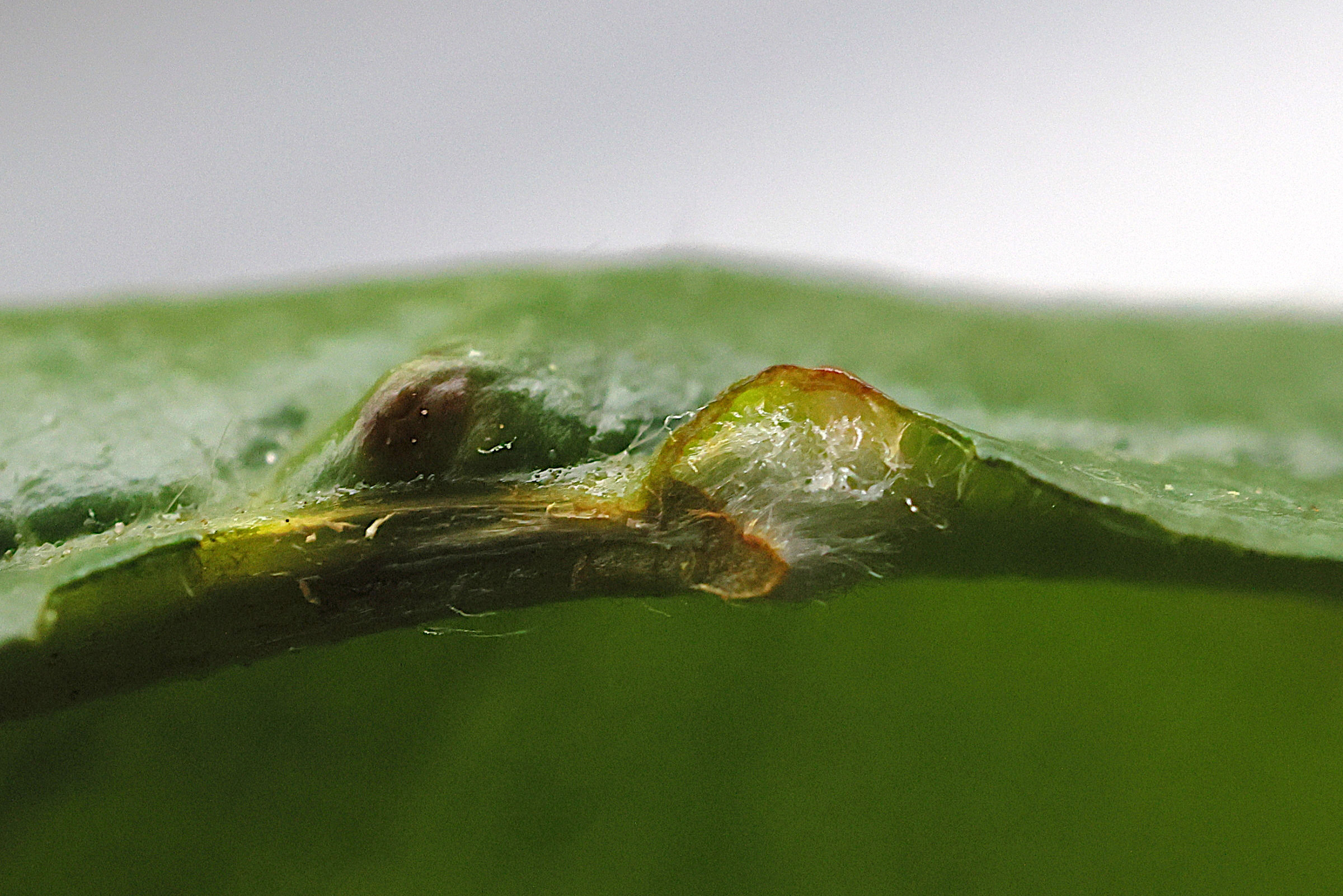 Afficher le média eriophyes_inangulis_galle7md eriophyes_inangulis_galle7md